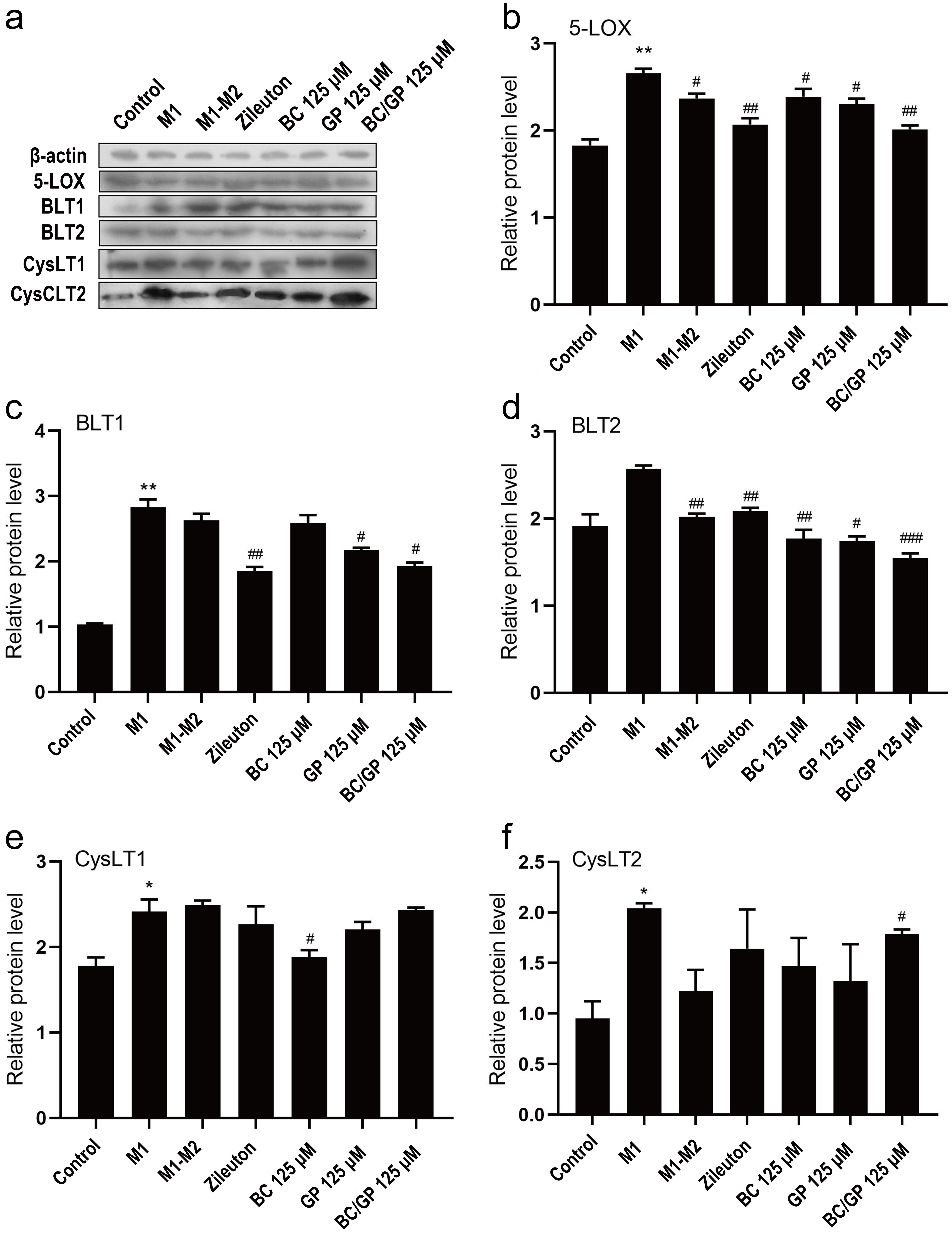 Effects of BC, GP, and the BC/GP combination on 5-LOX pathways in BV2 microglia (<overline>x</overline> ± s, * indicates vs. the control group, *<italic>p</italic> < 0.05, **<italic>p</italic> < 0.01; # indicates vs. the M1 group, #<italic>p</italic> < 0.05, ##<italic>p</italic> < 0.01, ##<italic>p</italic> < 0.001).