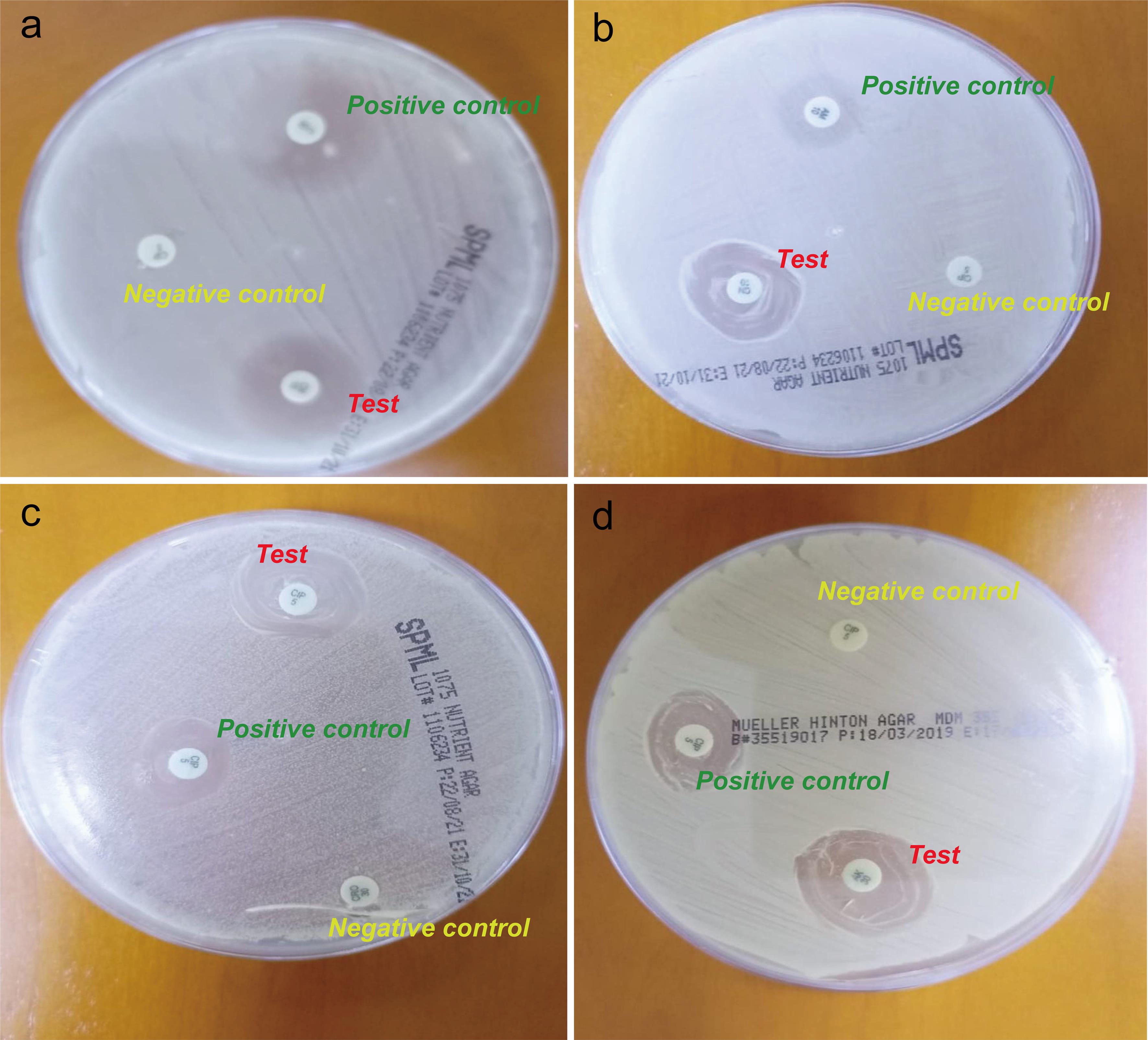 Zones of inhibition at 48 h post-incubation with clove essential oil for all four microorganisms.
