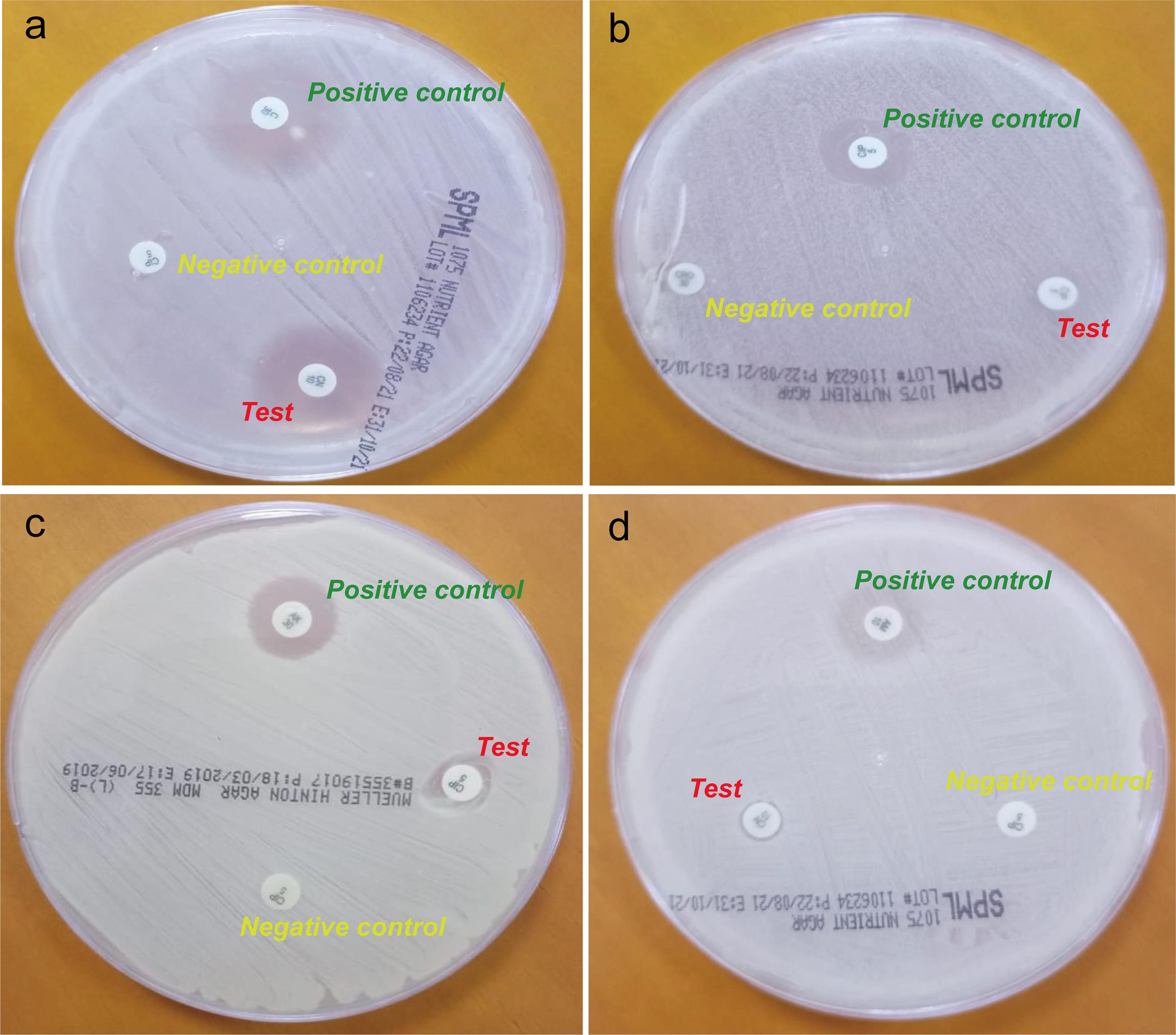Zones of inhibition at 48 h post-incubation with miswak for all four microorganisms.