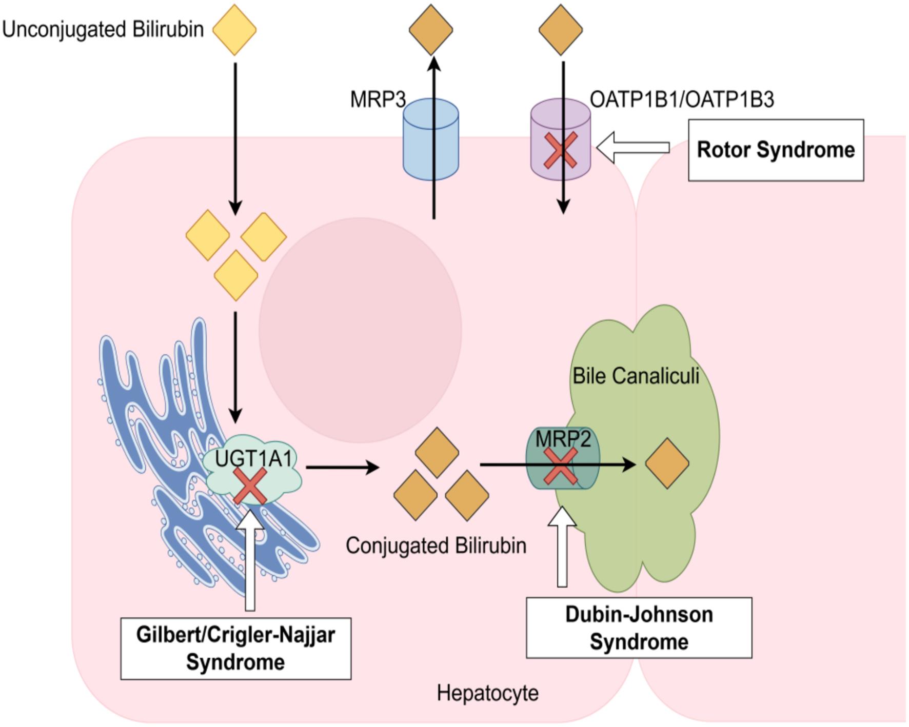 The pathogenesis of hereditary hyperbilirubinemia.