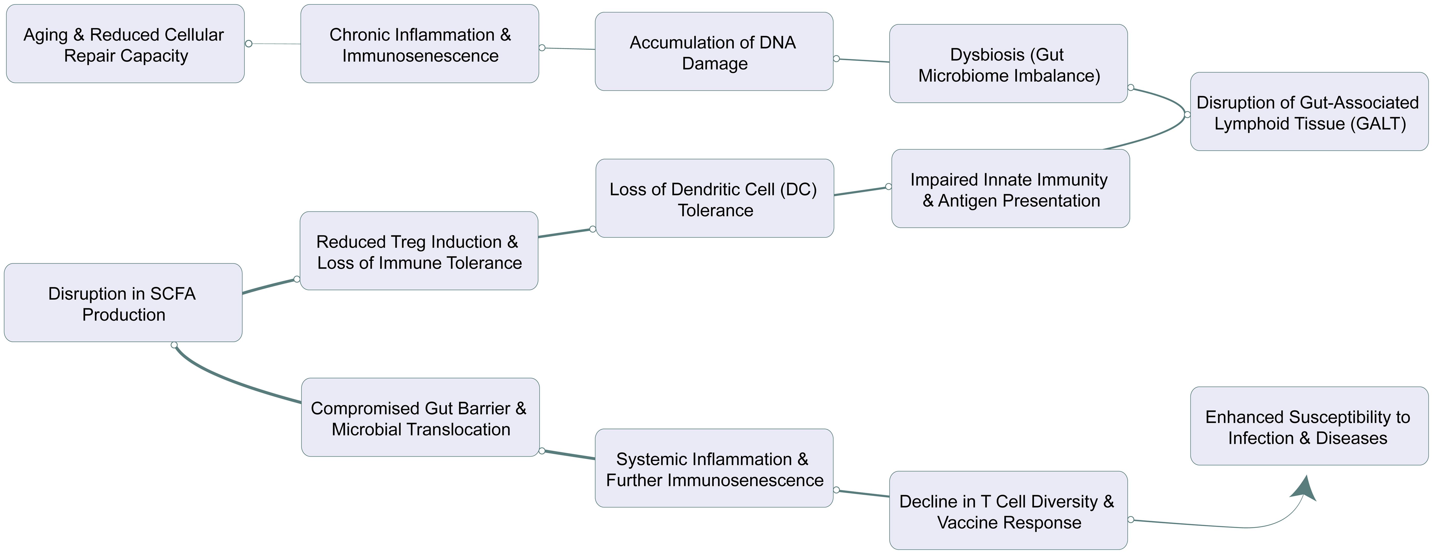 A comprehensive schematic illustrating the interplay between gut dysbiosis, immunosenescence, and DNA damage in aging.