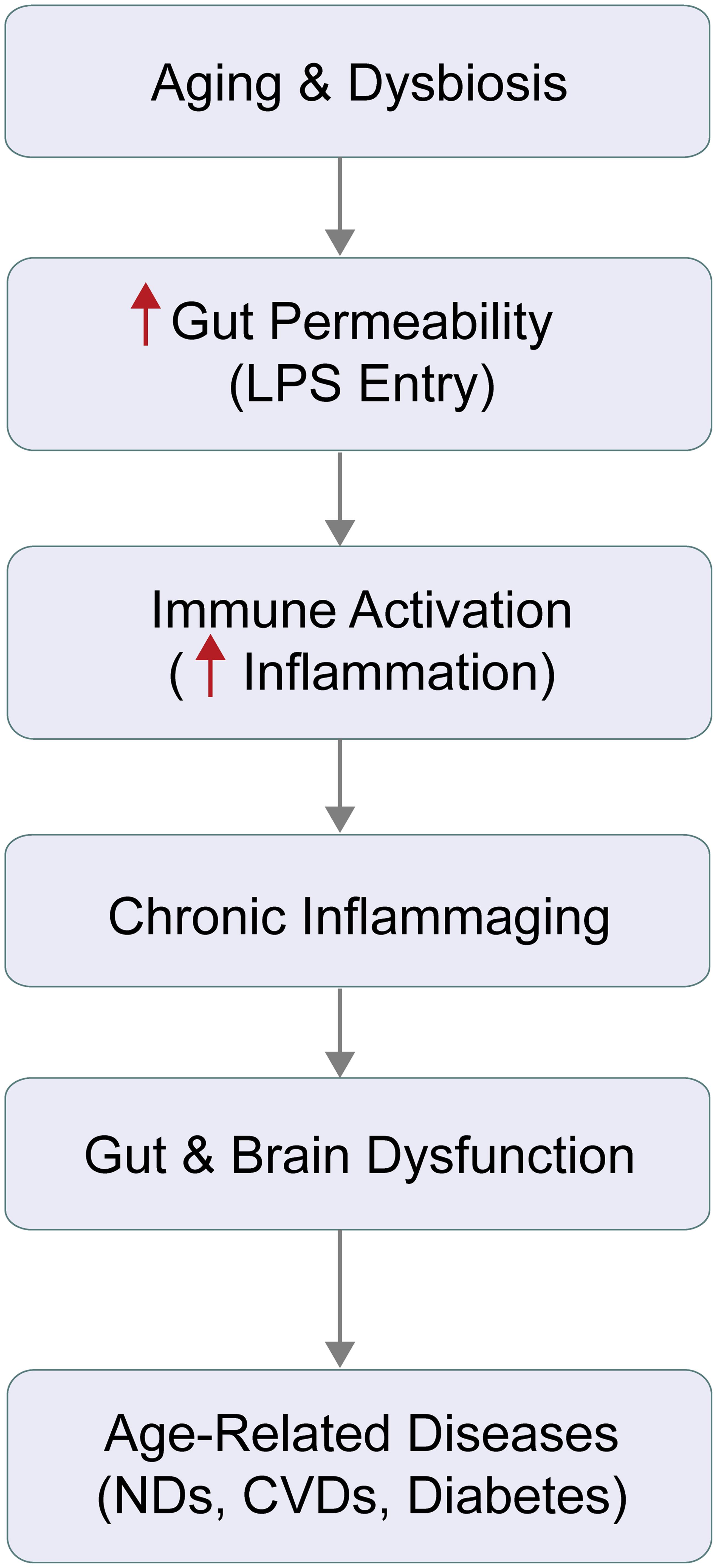 The intricate interplay among the gut microbiome, inflammation, and aging significantly influences the development of age-related diseases.