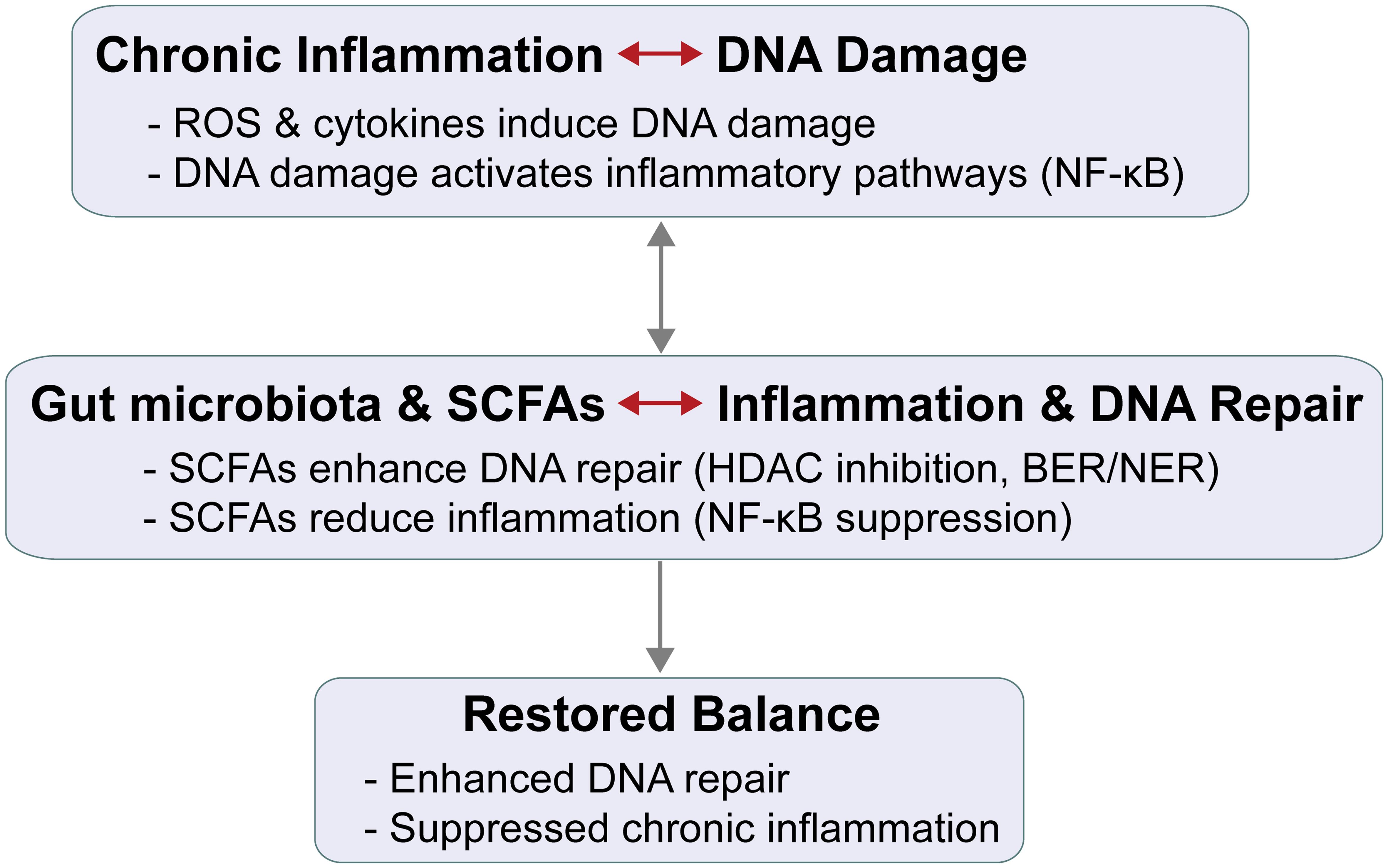 Bidirectional interplay between DNA damage, inflammation, and gut microbiota-derived short-chain fatty acids (SCFAs).
