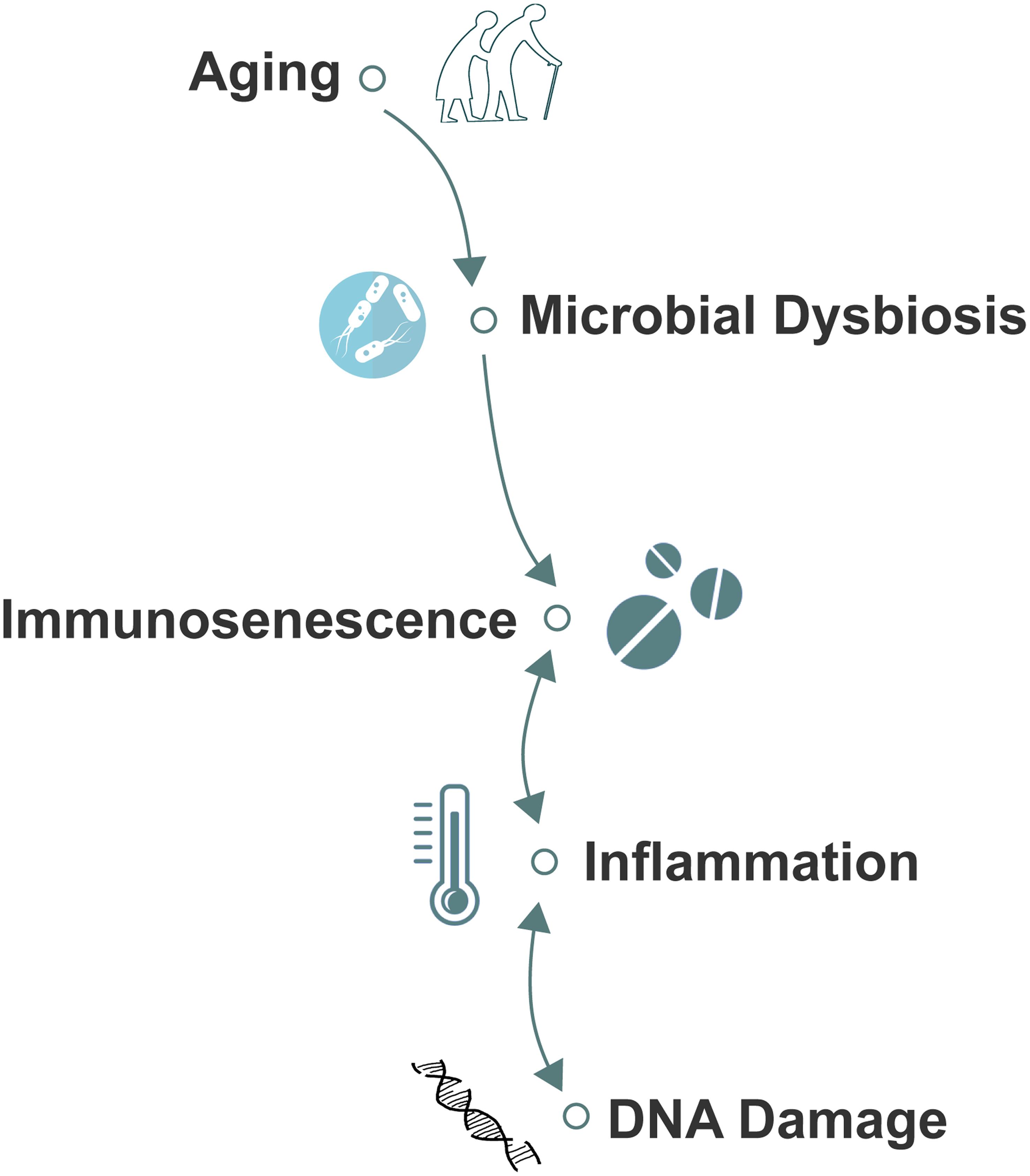 Graphical overview of the underlying microbiome’s impact on aging. Aging drives gut microbial dysbiosis, disrupting immune cell homeostasis and promoting immunosenescence, marked by the accumulation of senescent immune cells.