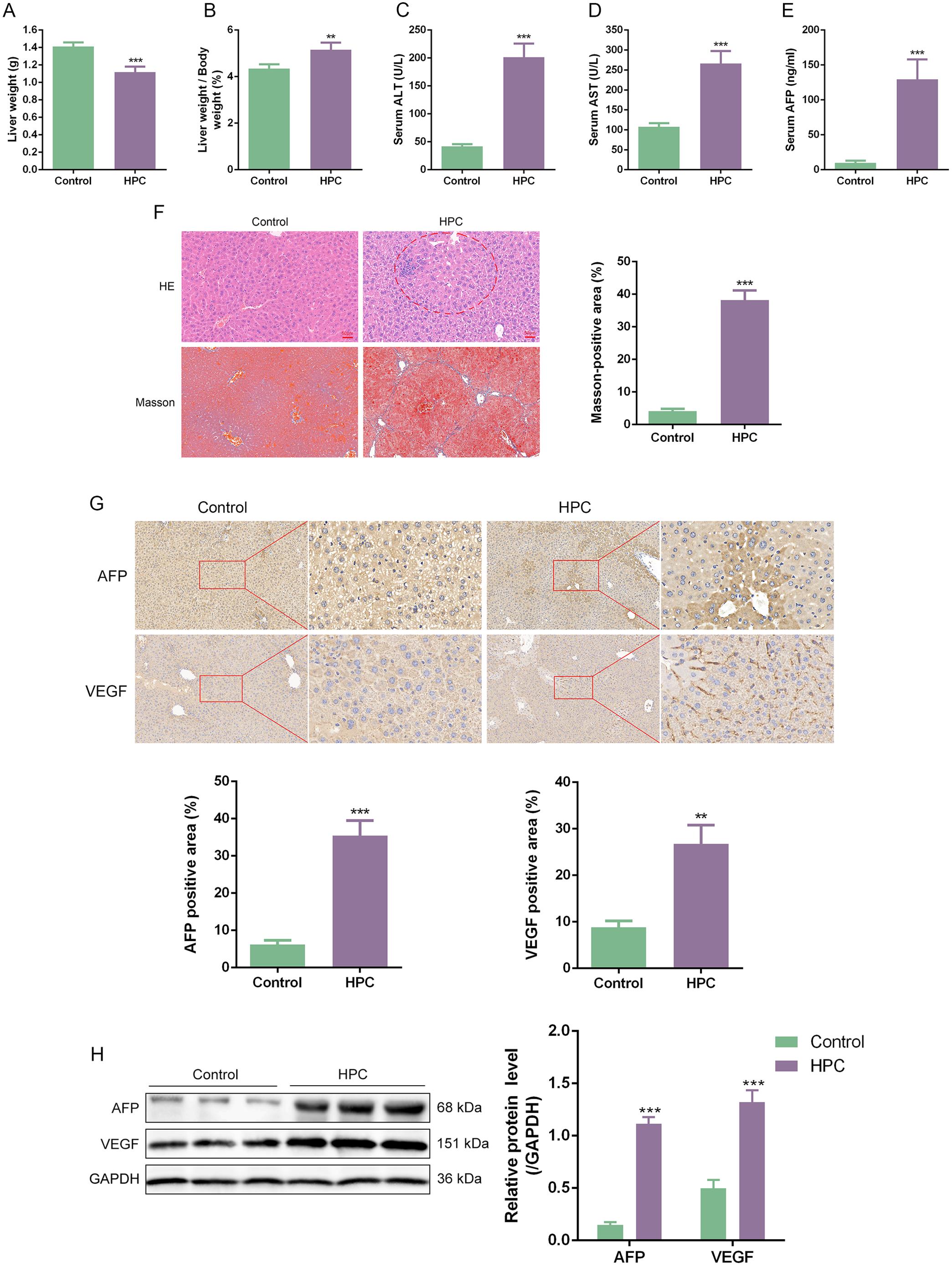 General conditions and histopathological changes in mice with hepatic precancerous lesions.