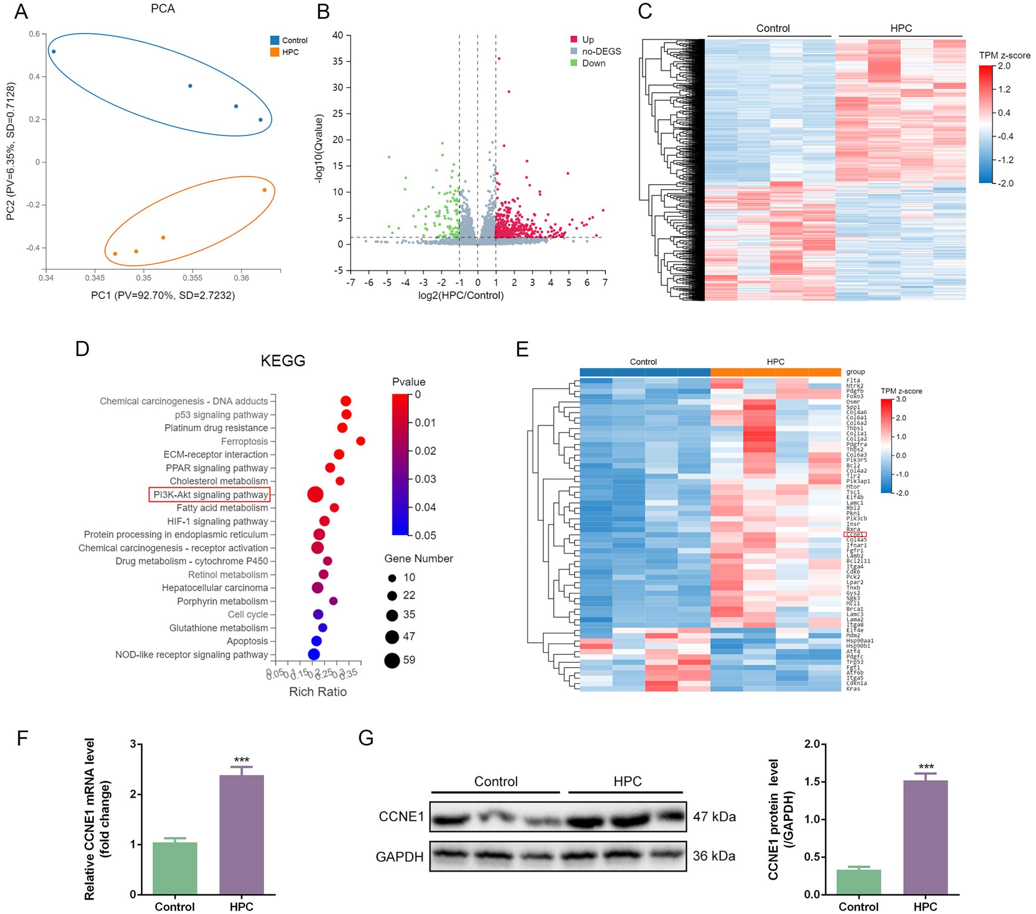 Expression levels of CCNE1 in liver tissues of mice with hepatic precancerous lesions.