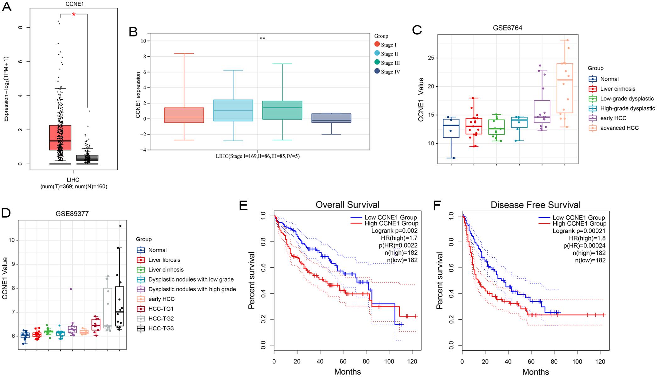 Role of CCNE1 in the progression from HPC to HCC.