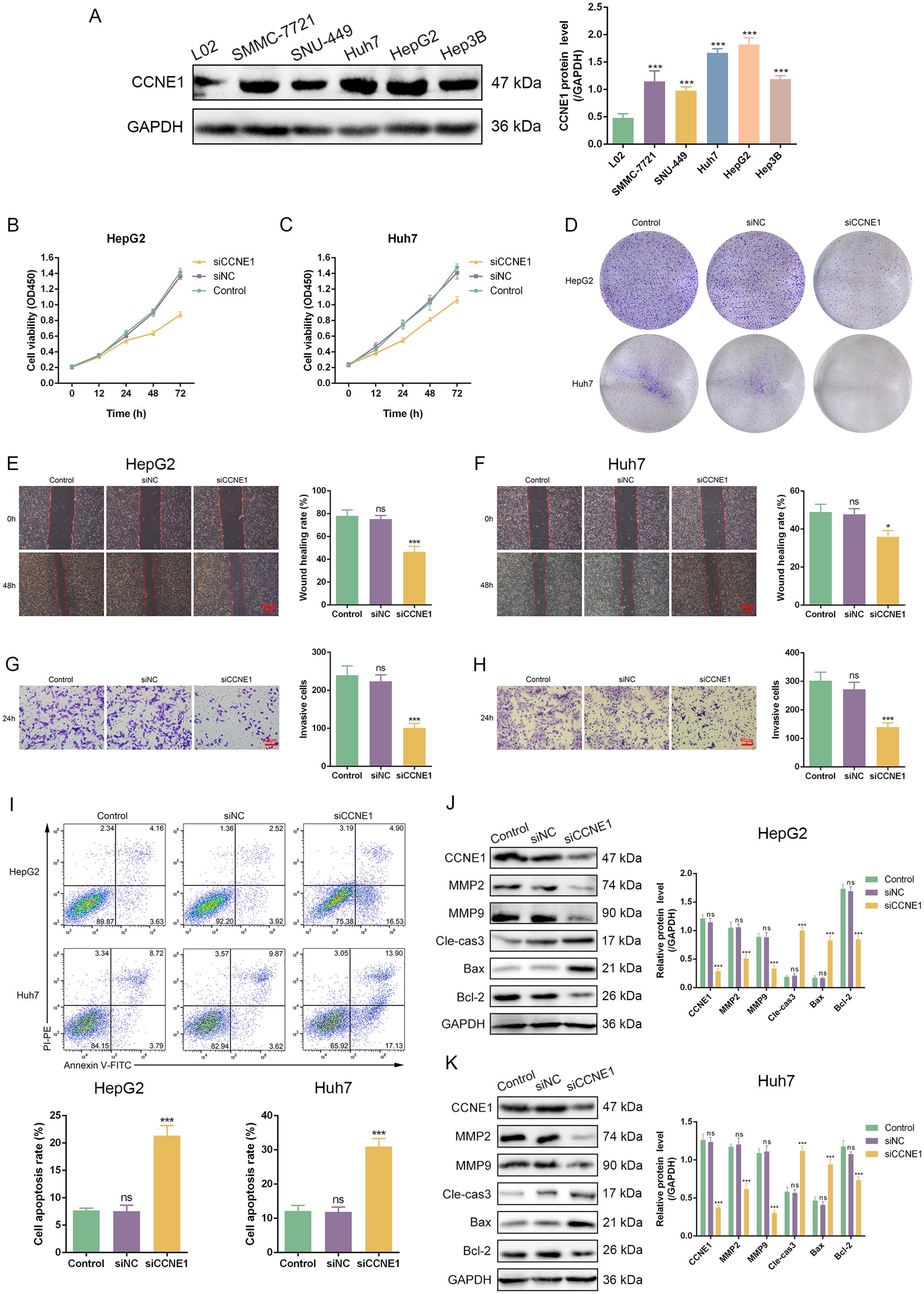 Effect of CCNE1 on the malignant phenotype of HCC cells.