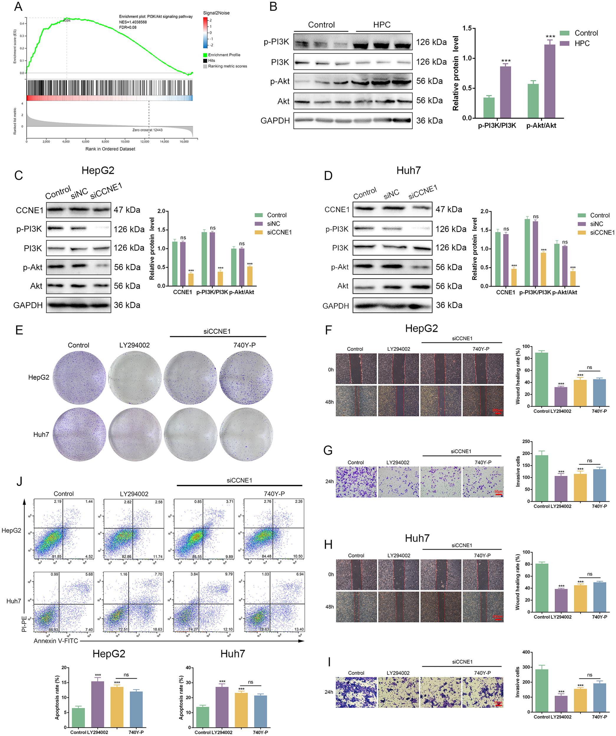 Effect of CCNE1 on the PI3K/Akt signaling pathway.