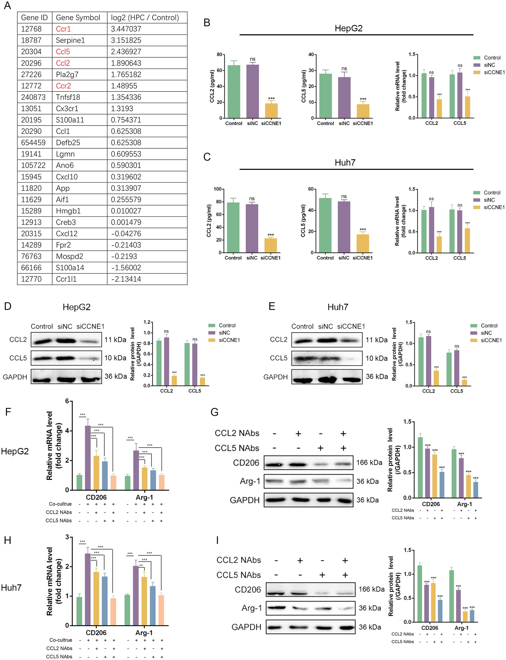 Mechanism of CCNE1-induced TAM polarization.
