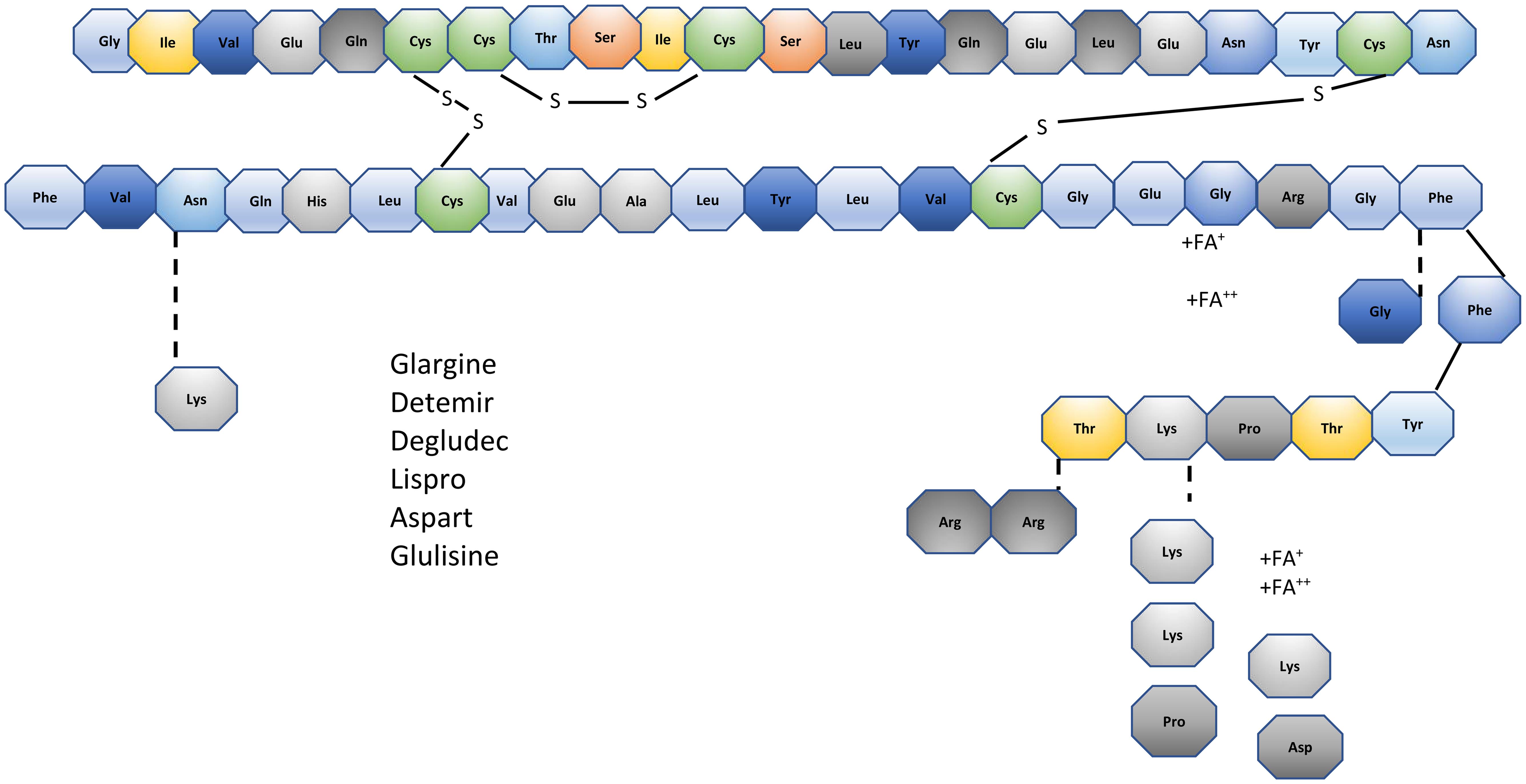 Schematic representation of human insulin polypeptide and insulin analog showing the amino acid sequences of the two chains (A-chain and B-chain) linked by two disulfide bridges and changes in amino acid sequences in selected insulin analogues.