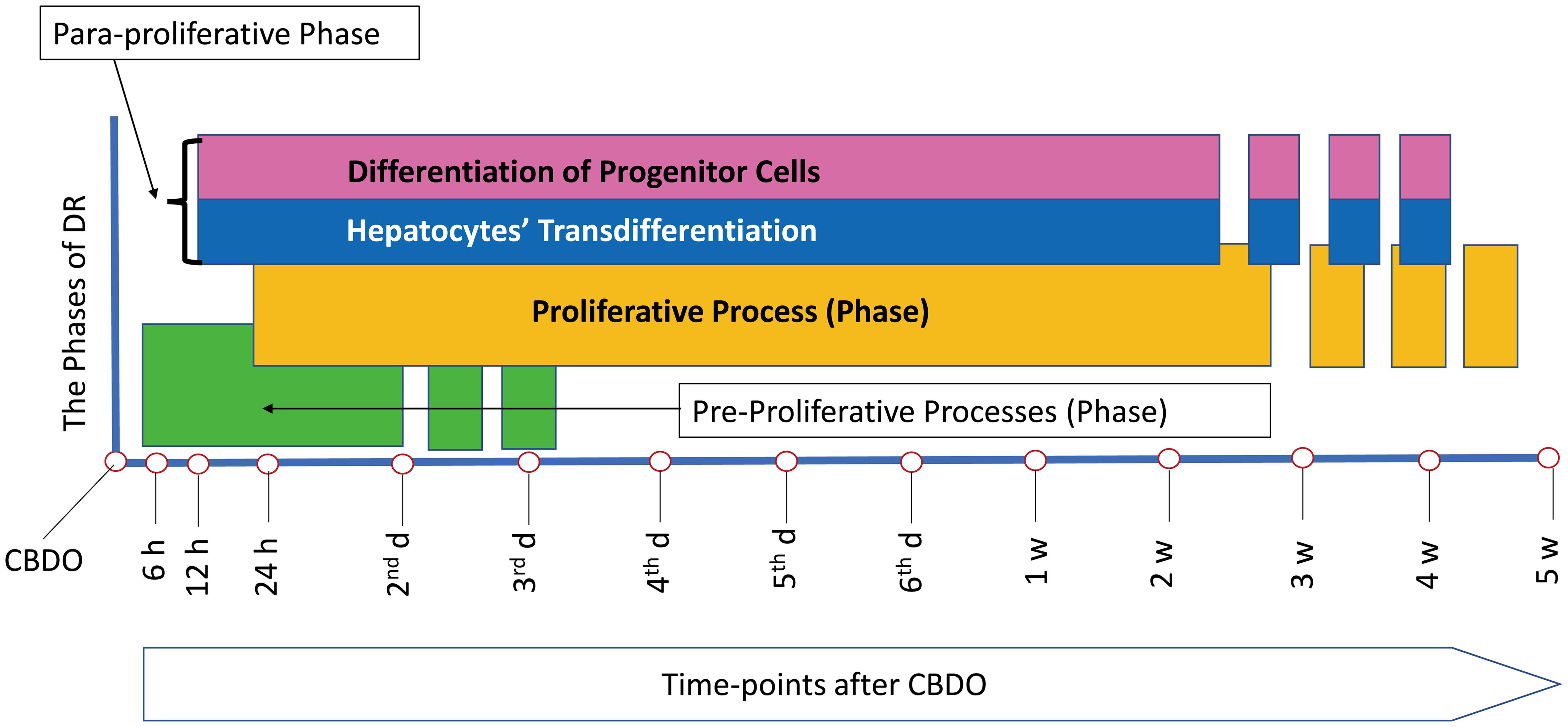 The phases of the ductular reaction induced by CBDO in rats.