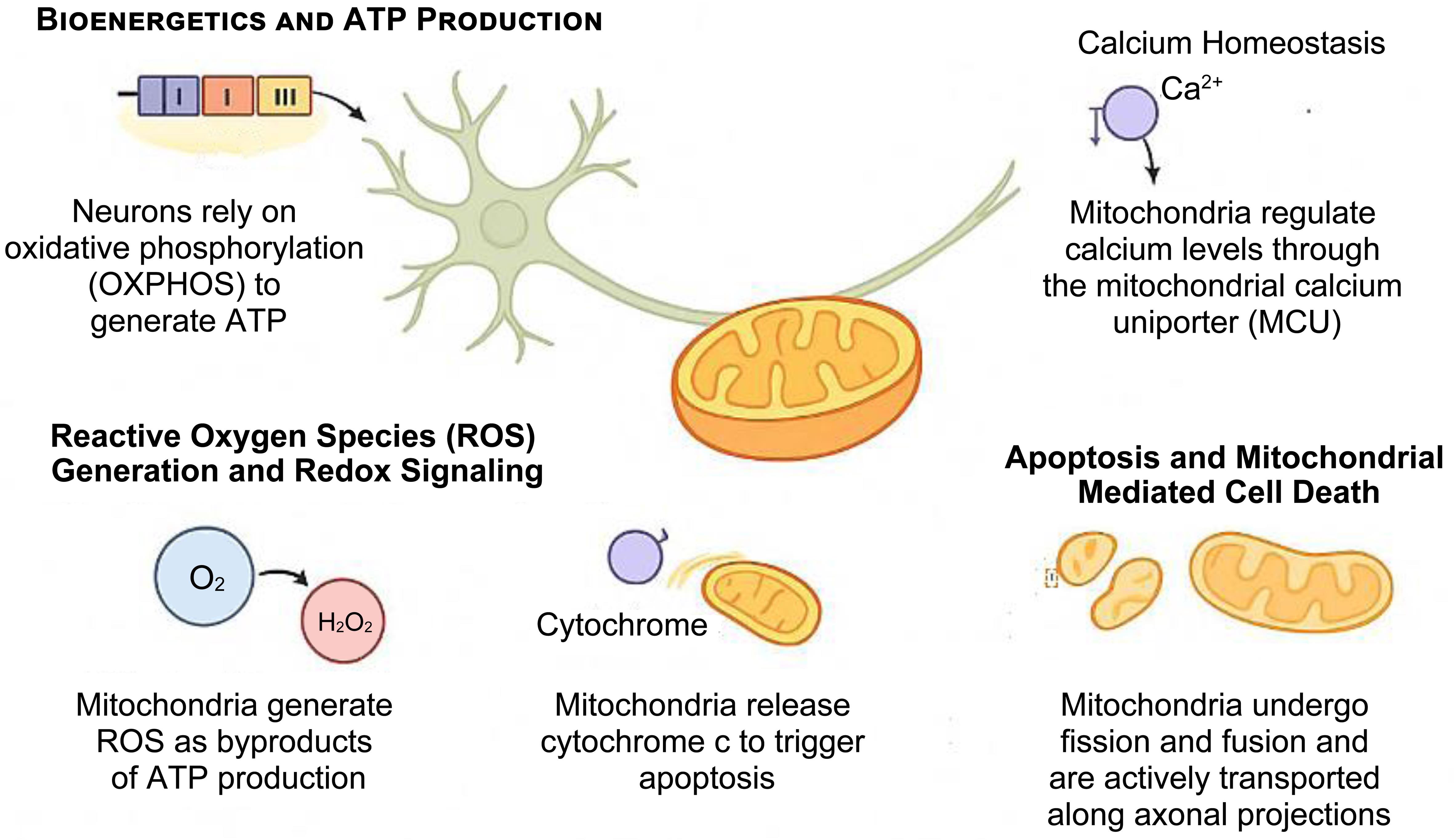 Mitochondrial function in neurons.