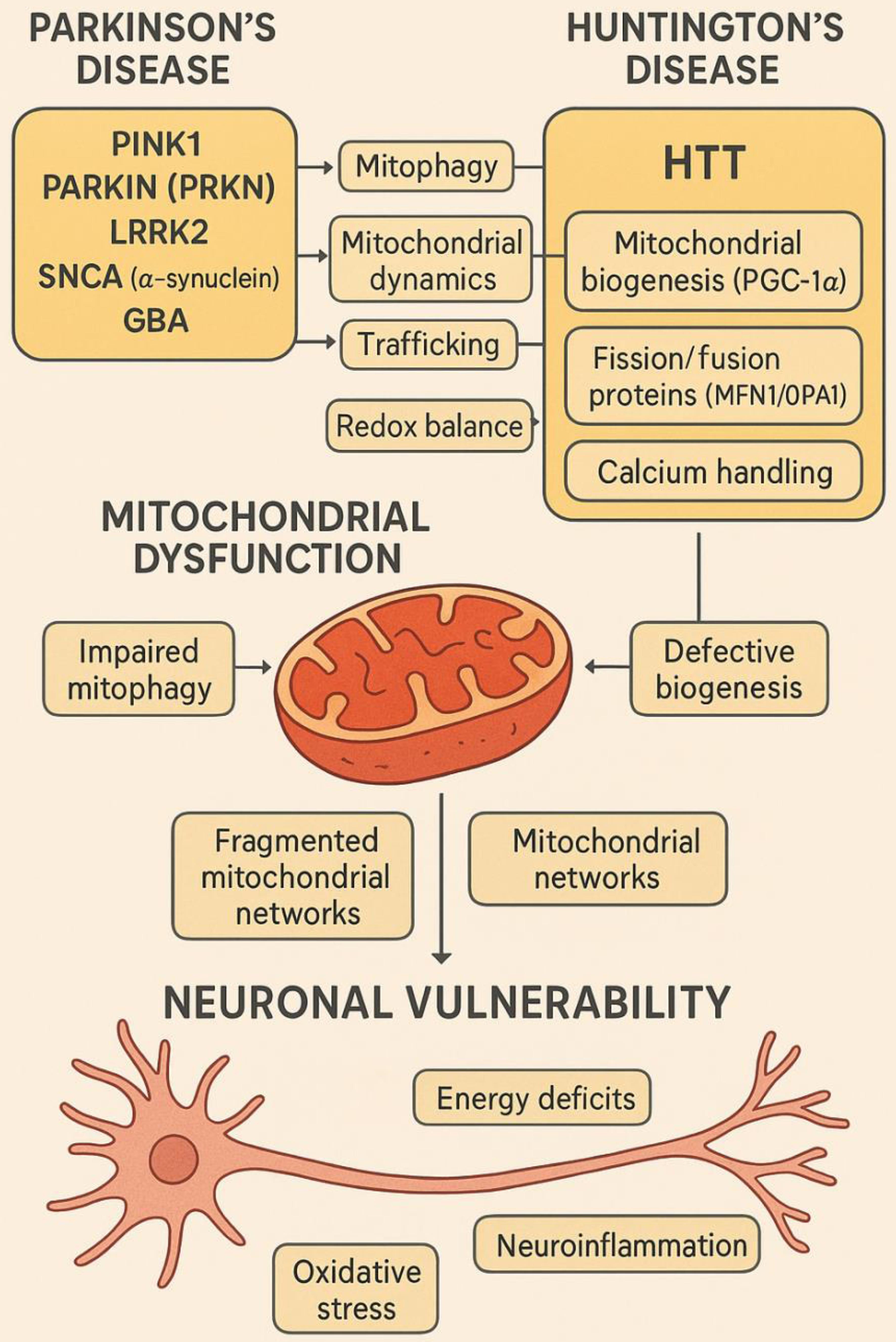 Genetic mutations linking mitochondrial dysfunction to Parkinson’s and Huntington’s diseases.