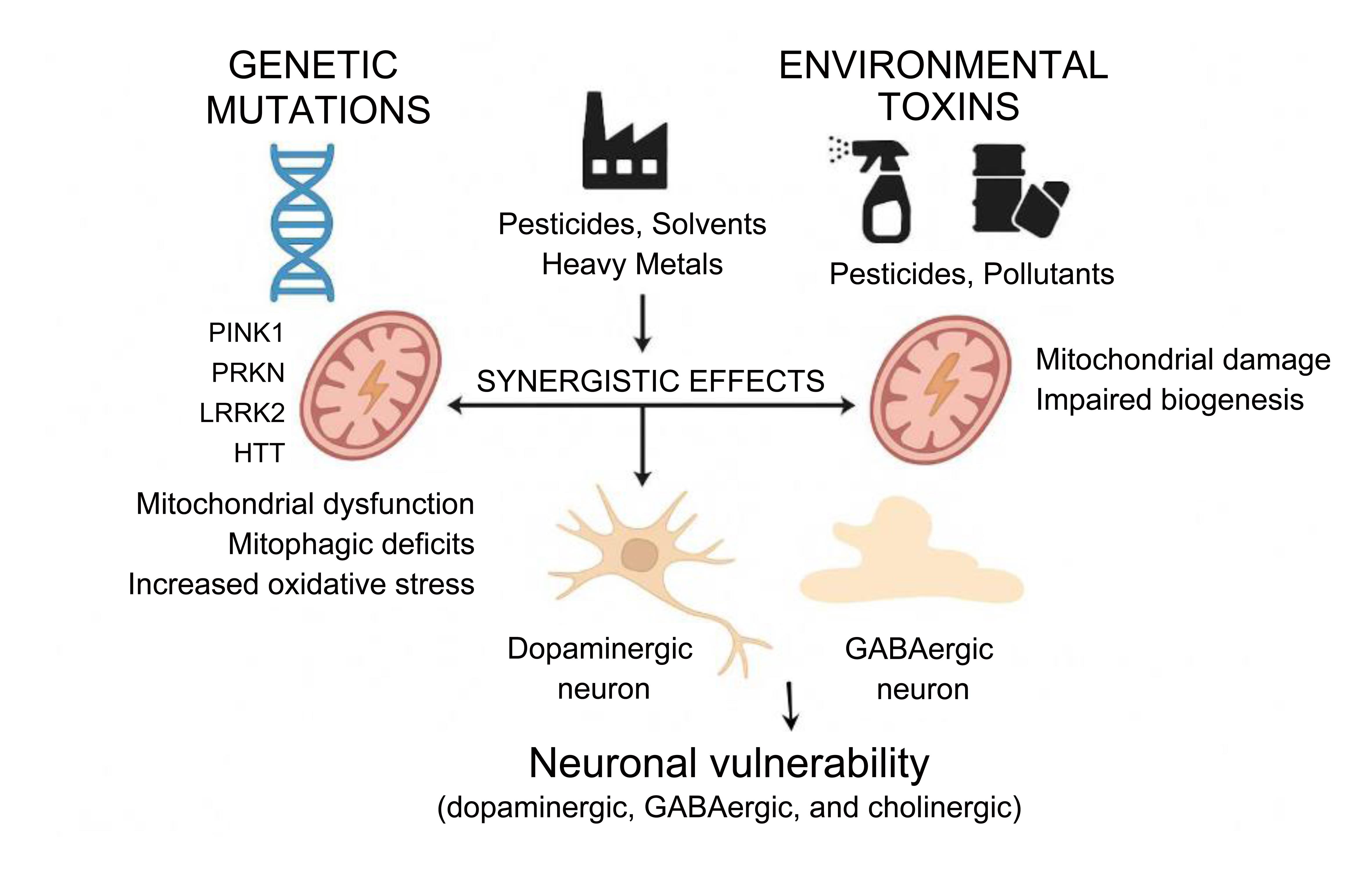 Synergistic interactions between genetic mutations and environmental toxins in neurodegeneration.