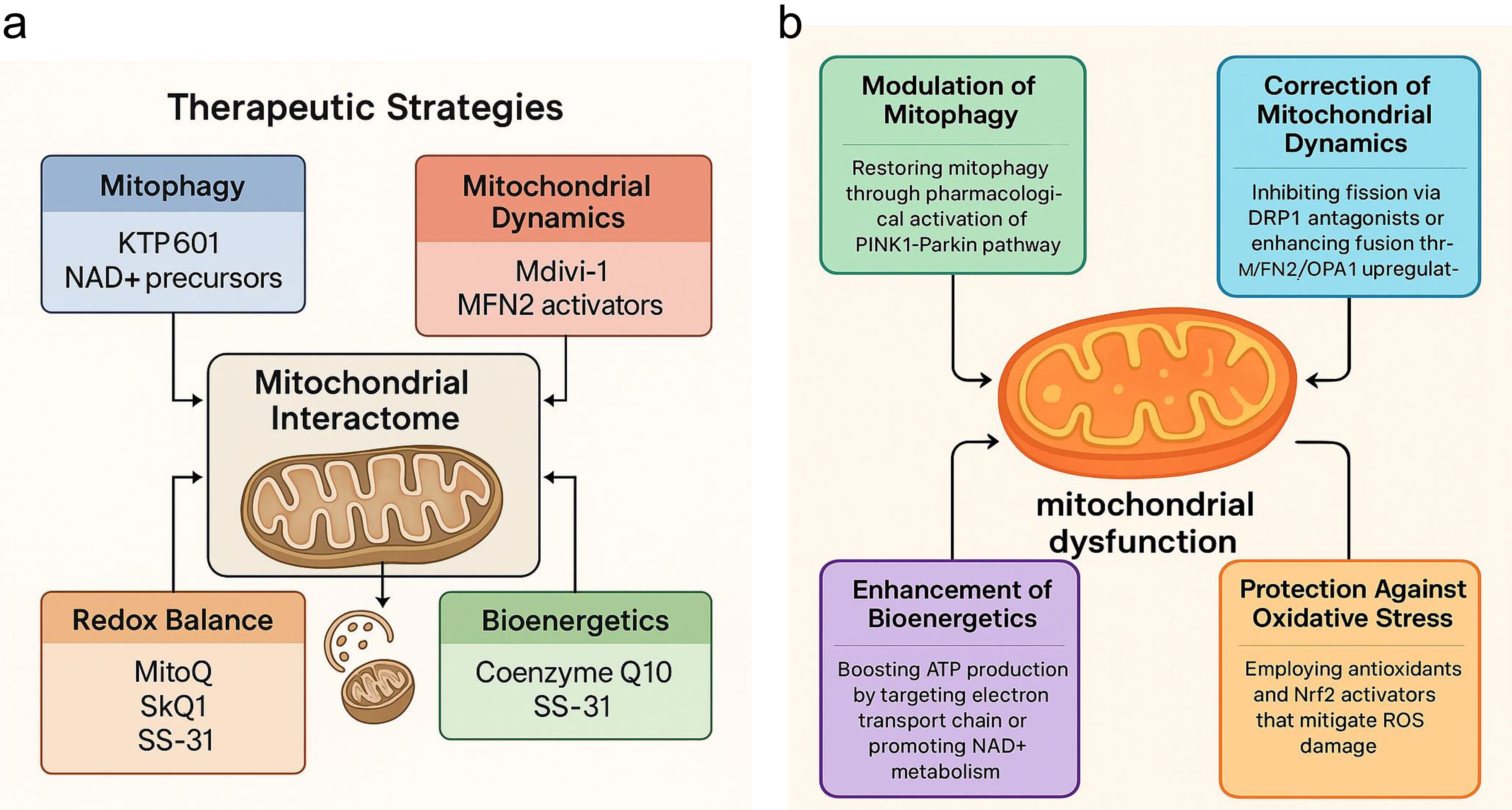 Mitochondrial dysfunction and therapeutic strategies in Parkinson’s and Huntington’s diseases.