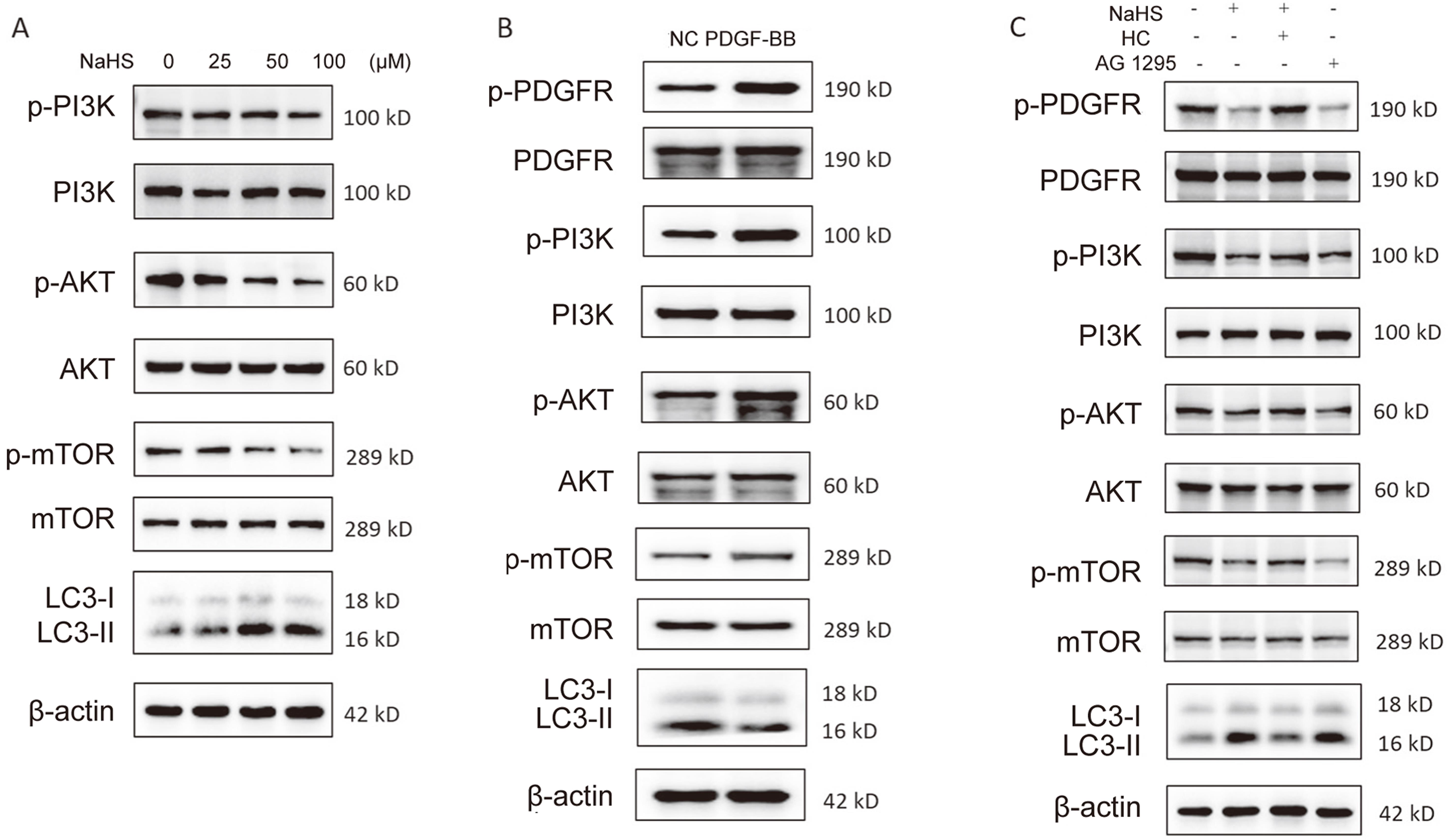 H<sub>2</sub>S down-regulated PDGFR/PI3K/Akt signaling pathway to promote platelet autophagy.