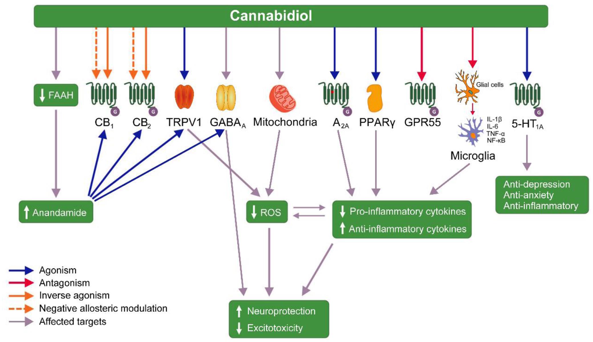 The cannabidiol (CBD) mechanism of action includes: (1) agonistic activity toward the transient receptor potential vanilloid type 1 (TRPV1), the peroxisome proliferator activated receptor ɣ (PPARɣ), and the serotonin<sub>1A</sub> (5-HT<sub>1A</sub>) receptor; (2) antagonist activity at the G-protein coupled receptor GPR55; (3) antagonist to CB1 and CB2Rs in addition to acting as a reverse agonist and negative allosteric modulator; (4) antagonist of FAAH leading to increased anandamide (AEA), which goes on to activate the CB1, CB2, and TRPV1 receptors.; (5) direct action on the GABA<sub>A</sub> receptor (also influenced by AEA), leading to neuroprotection; (6) increased mitochondrial activity leading to antioxidant and anti-inflammatory action.