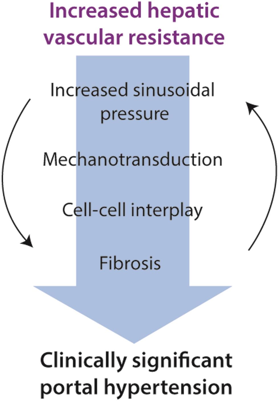 Sinusoidal pressure-liver fibrosis paradigm.