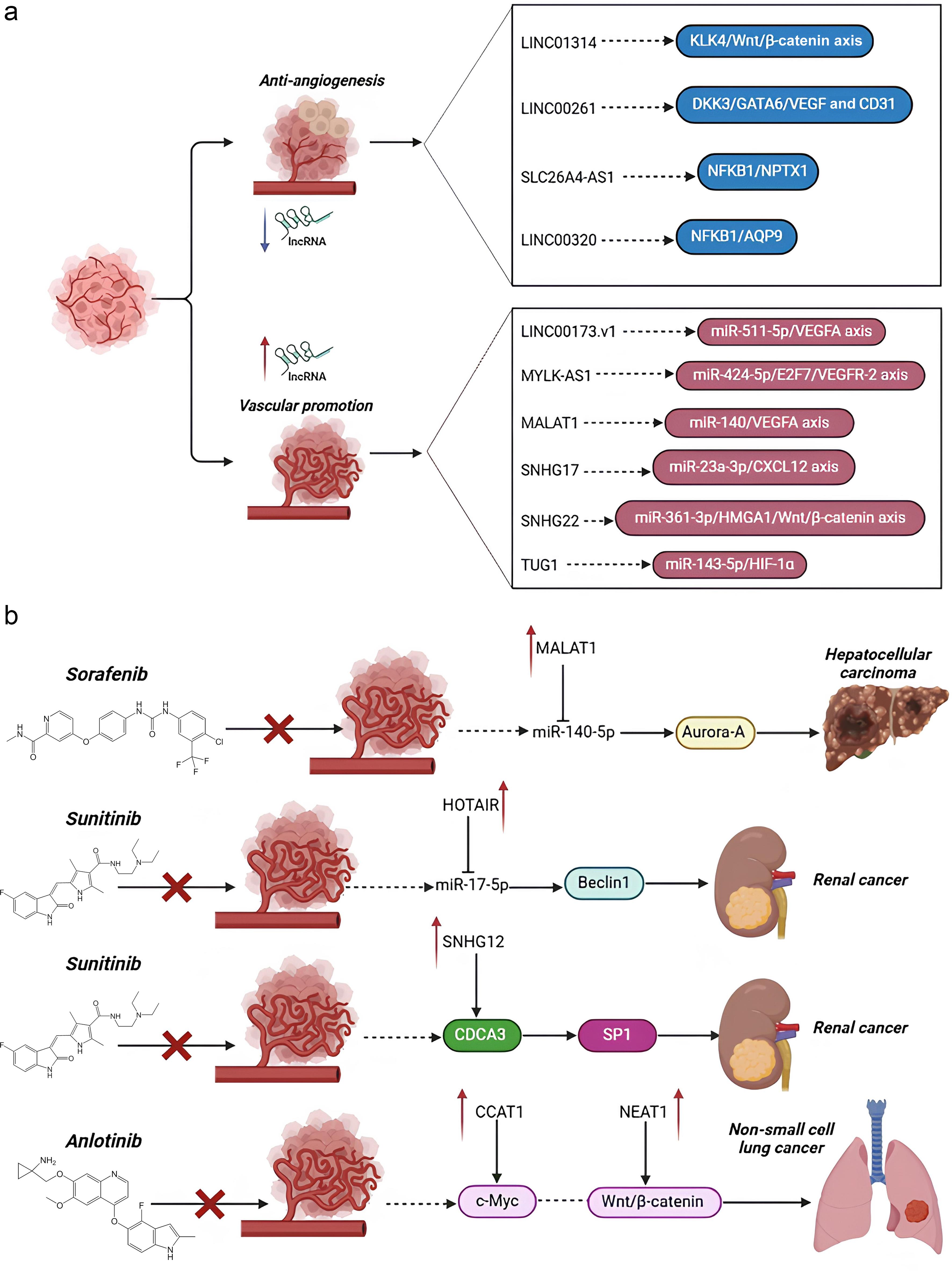 Correlation between long non-coding RNAs (lncRNAs), angiogenesis, and anti-angiogenic therapy resistance in tumors.