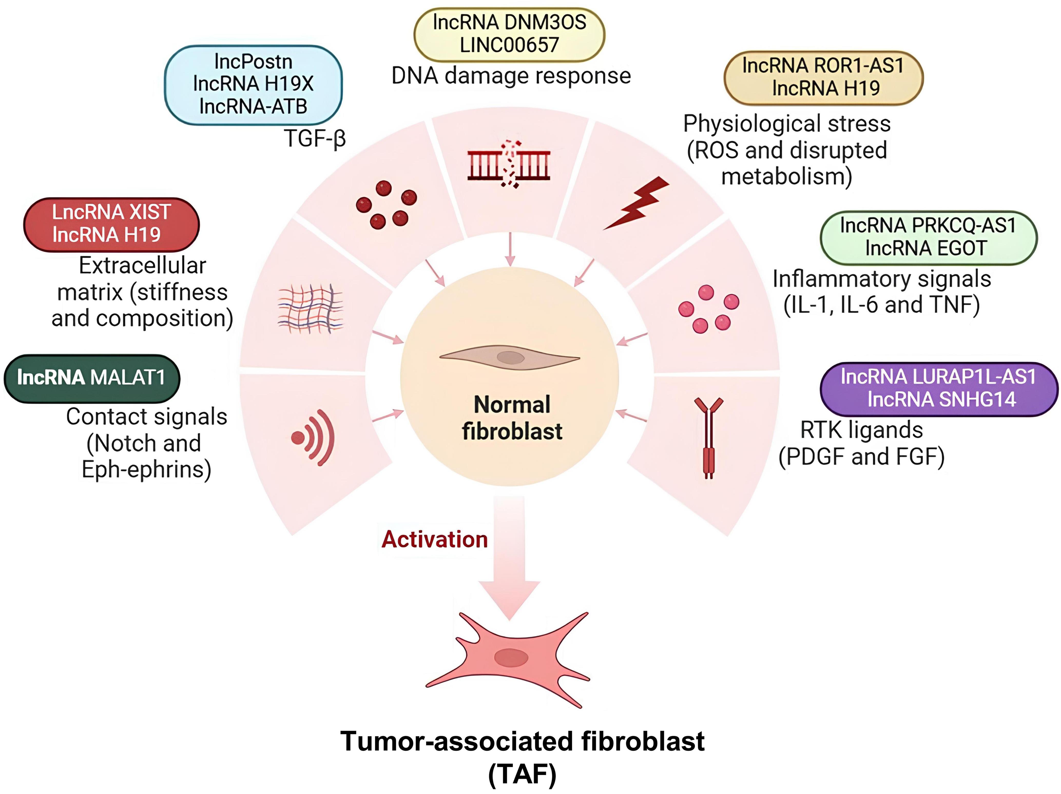 Role of tumor-associated fibroblasts (TAFs) in tumor immunotherapy resistance.