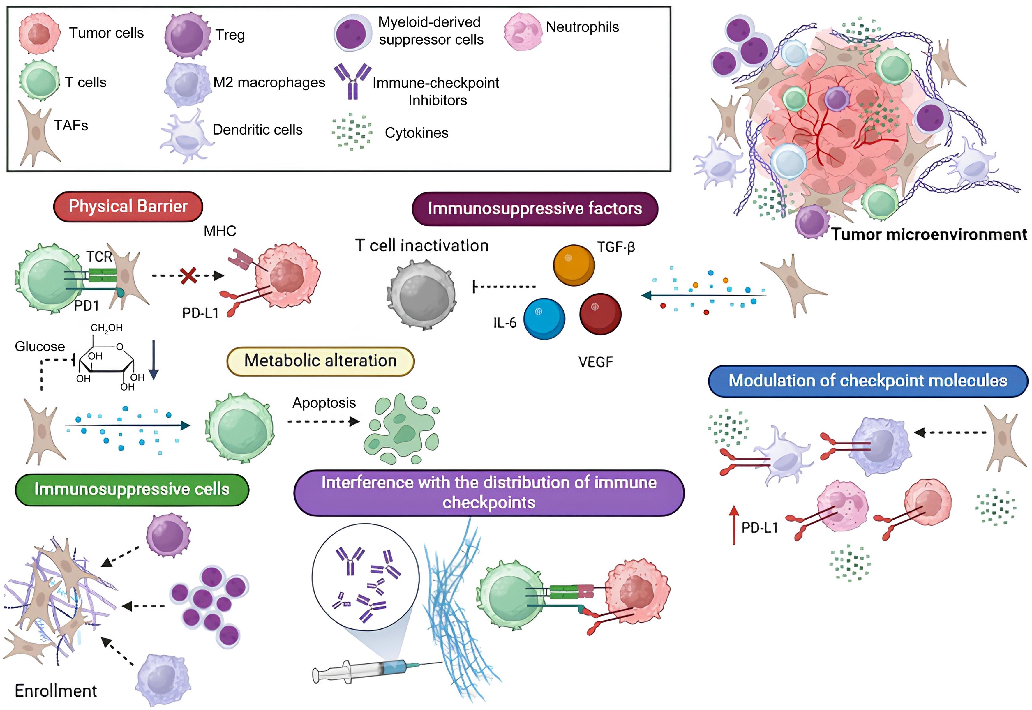 Mechanisms of tumor-associated fibroblast (TAFs) activation by long non-coding RNAs (lncRNAs).