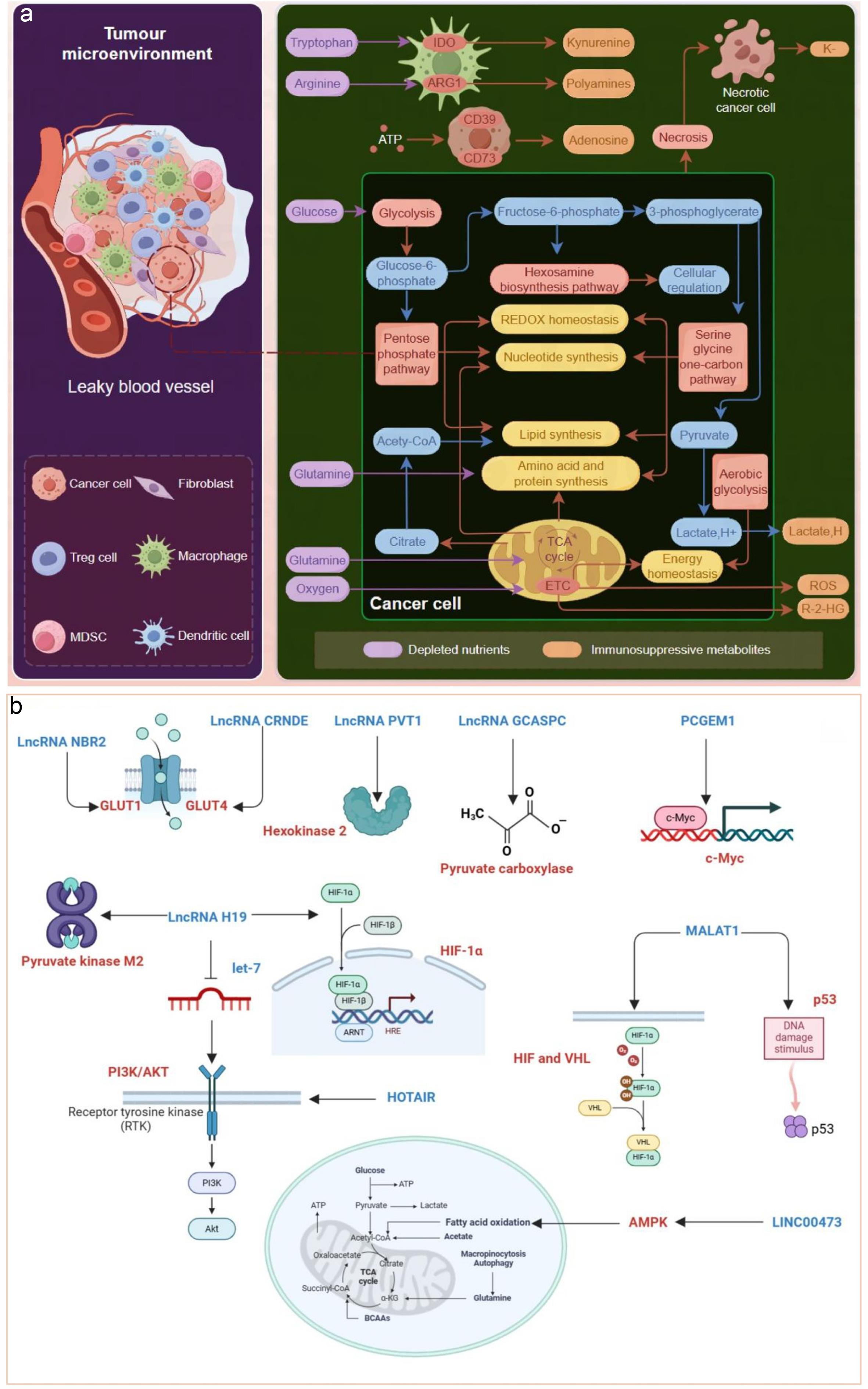 Tumor microenvironment (TME) and tumor cell glucose metabolism regulated by some long non-coding RNAs (lncRNAs).