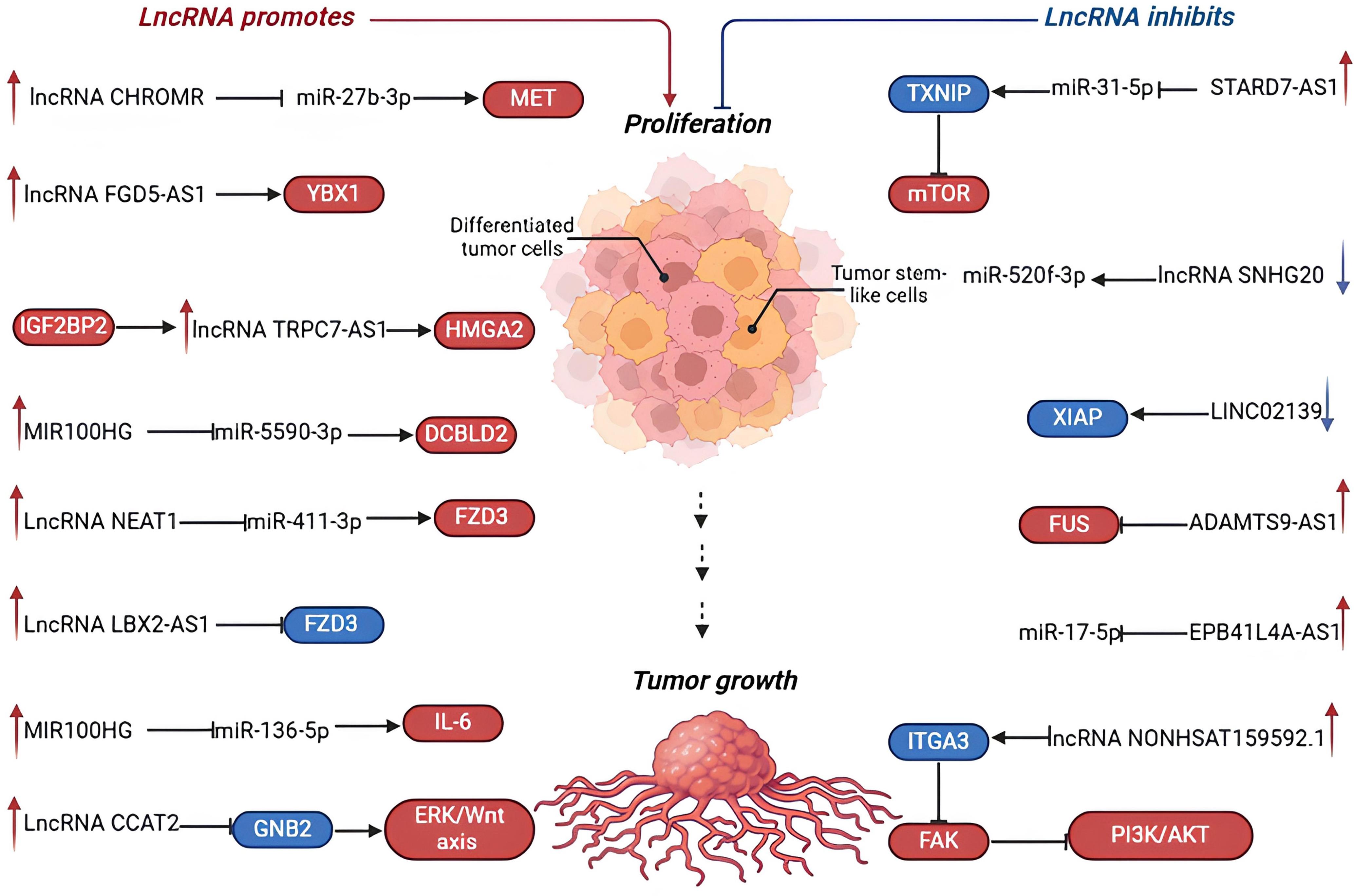 The role of long non-coding RNAs (lncRNAs) in tumor cell proliferation and tumor growth.