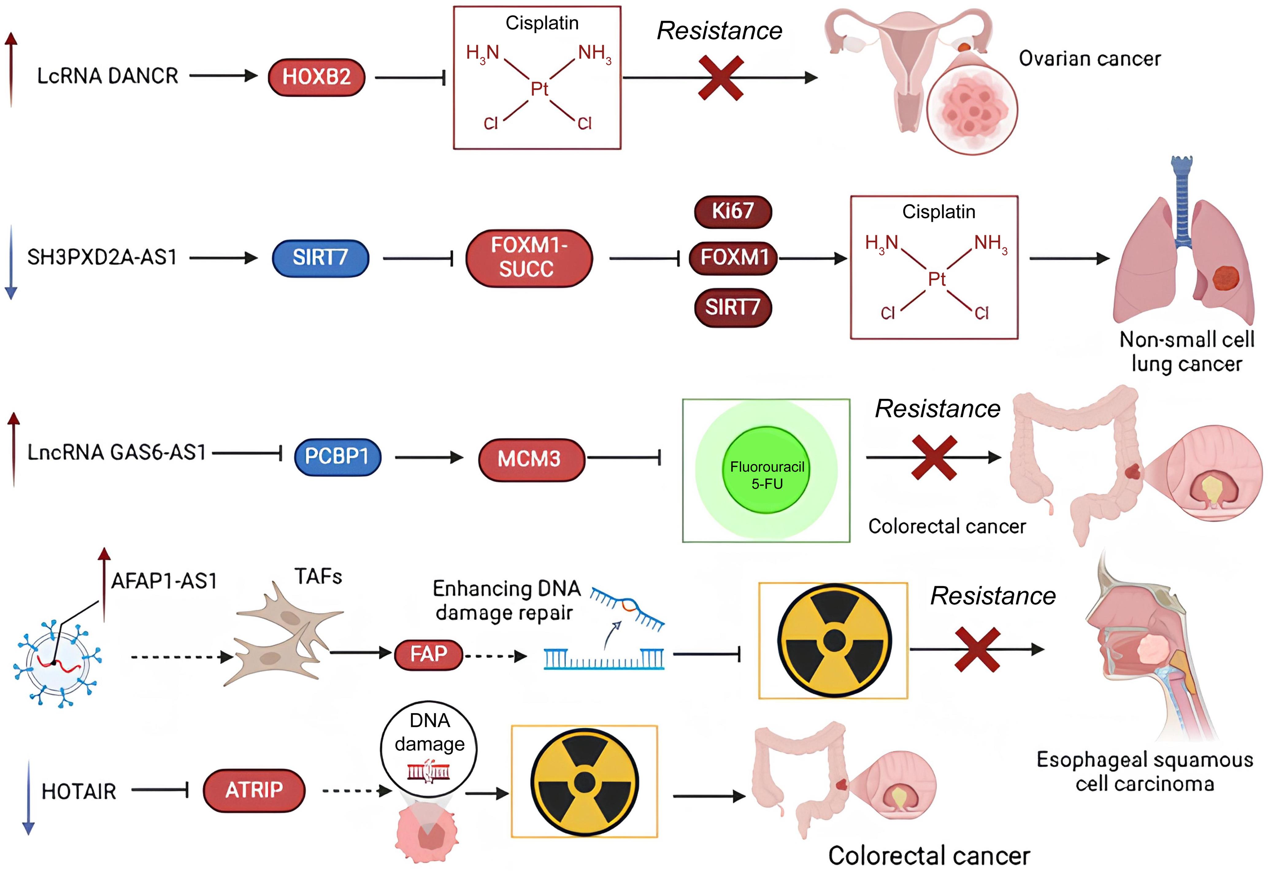 Correlation between long non-coding RNAs (lncRNAs) and chemoradiotherapy resistance in tumors.