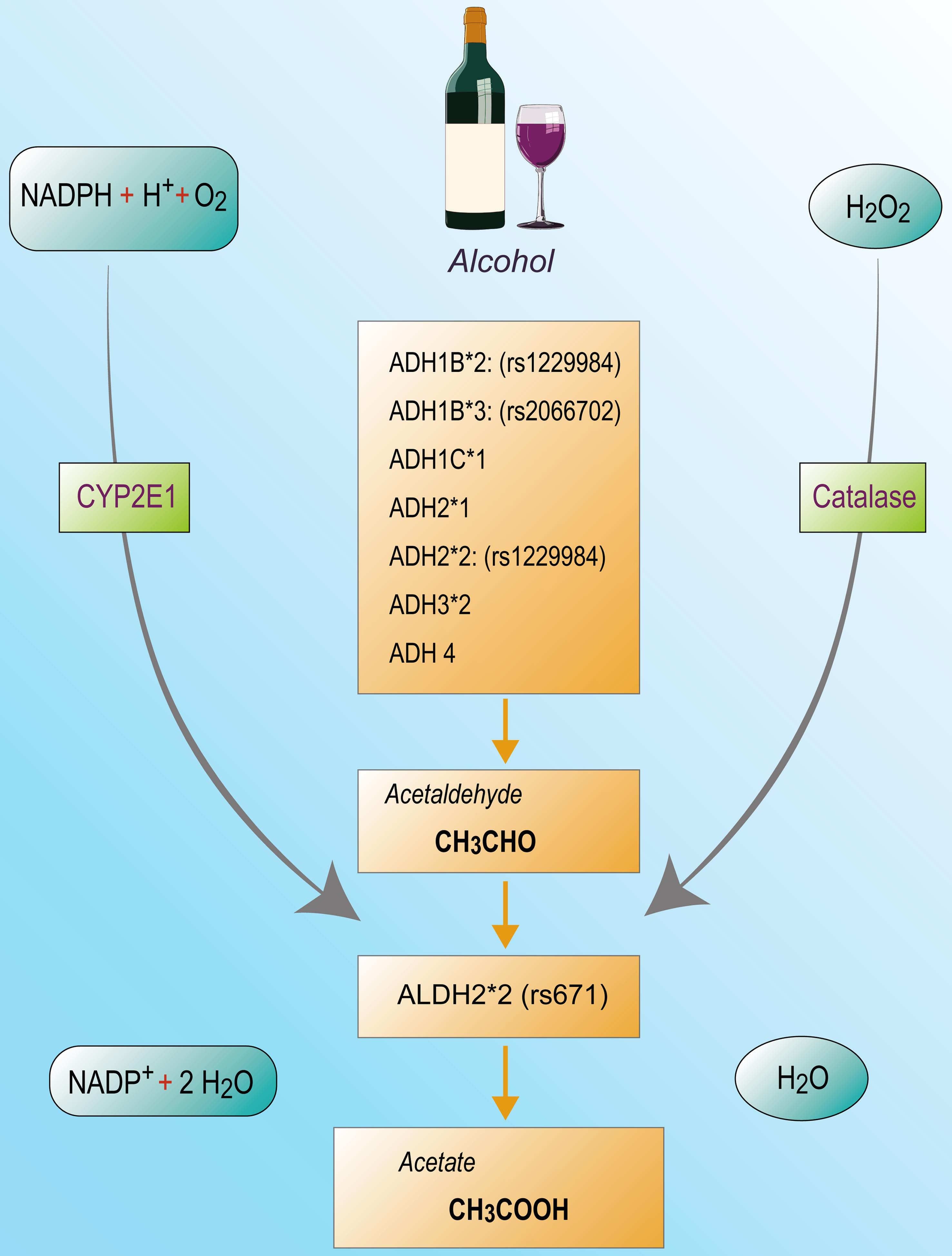 Genes involved in the hepatic metabolism of alcohol.