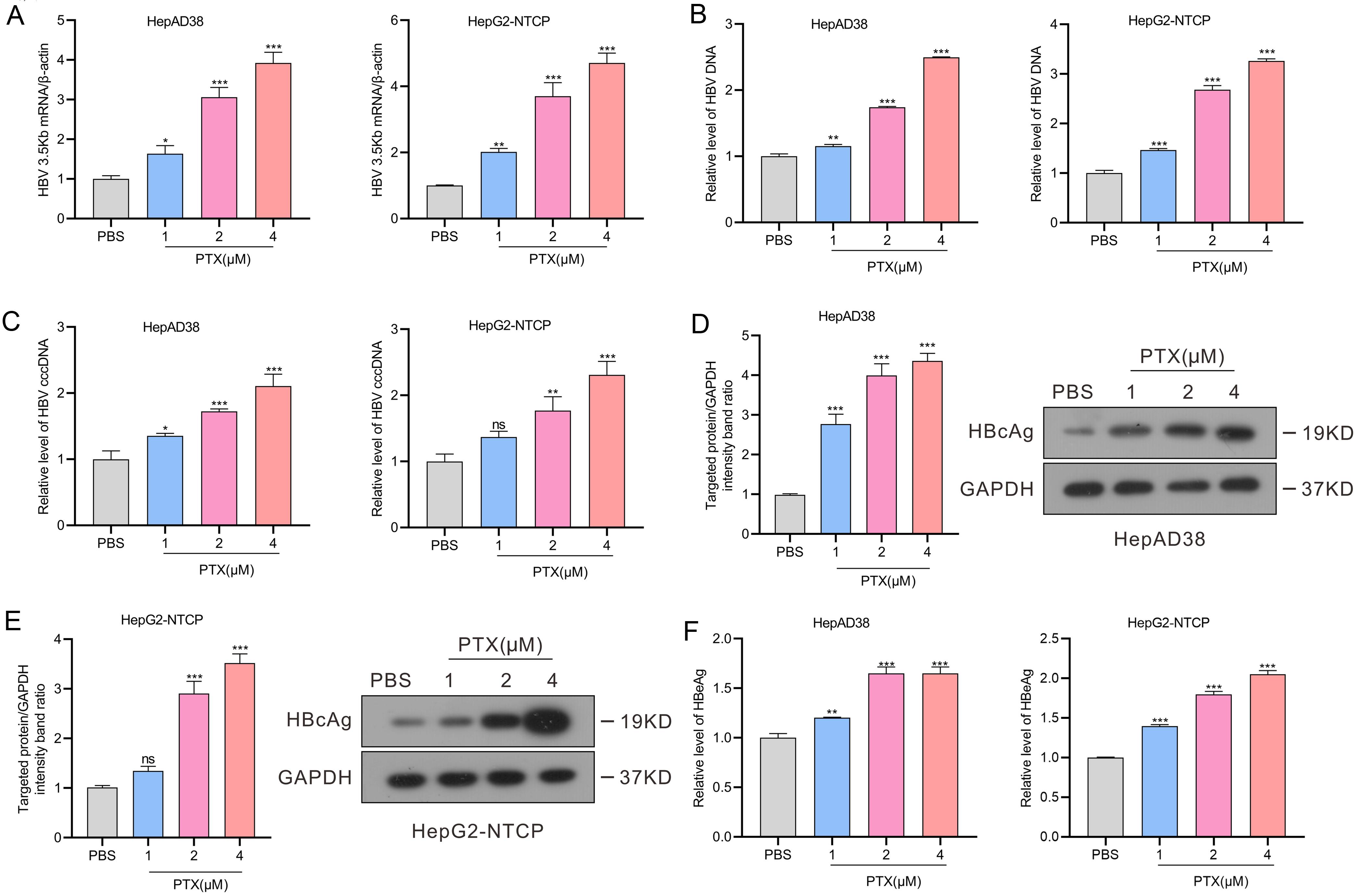 PTX enhances HBV replication <italic>in vitro</italic>.