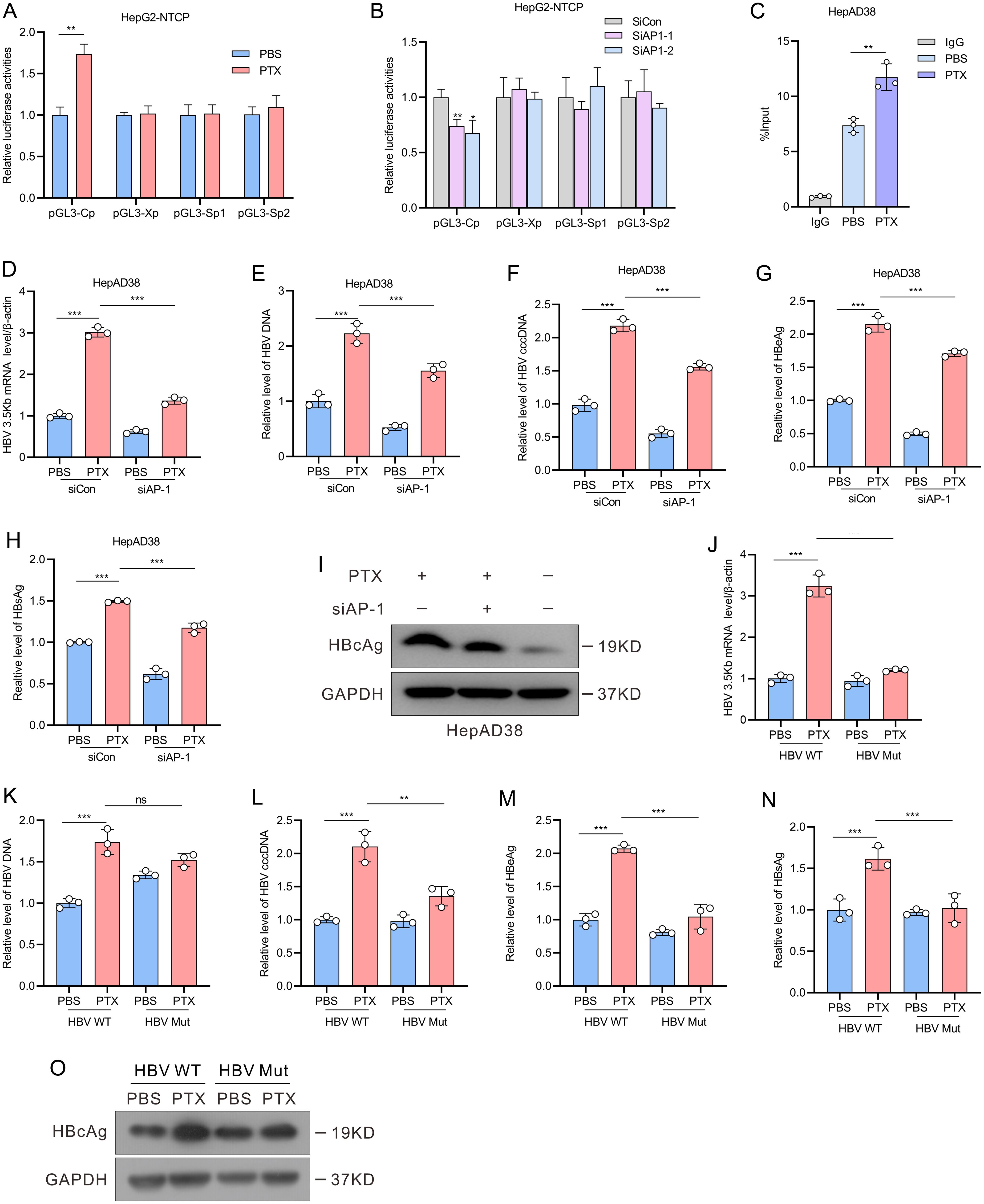 PTX enhances viral HBV replication by activating the binding of AP-1 to HBV core promoter.