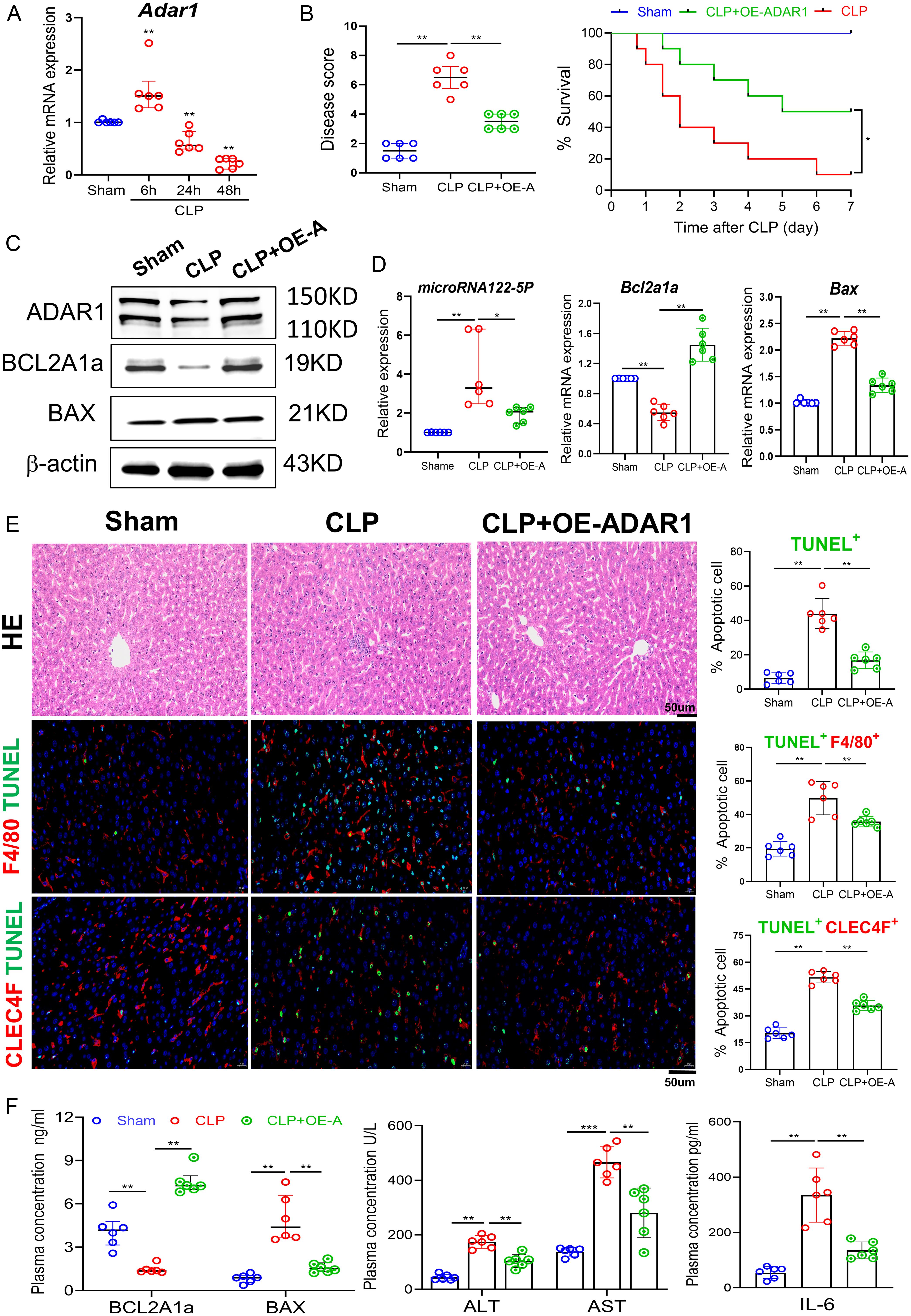 ADAR1 reduced Kupffer cell apoptosis and alleviated sepsis-induced liver injury.