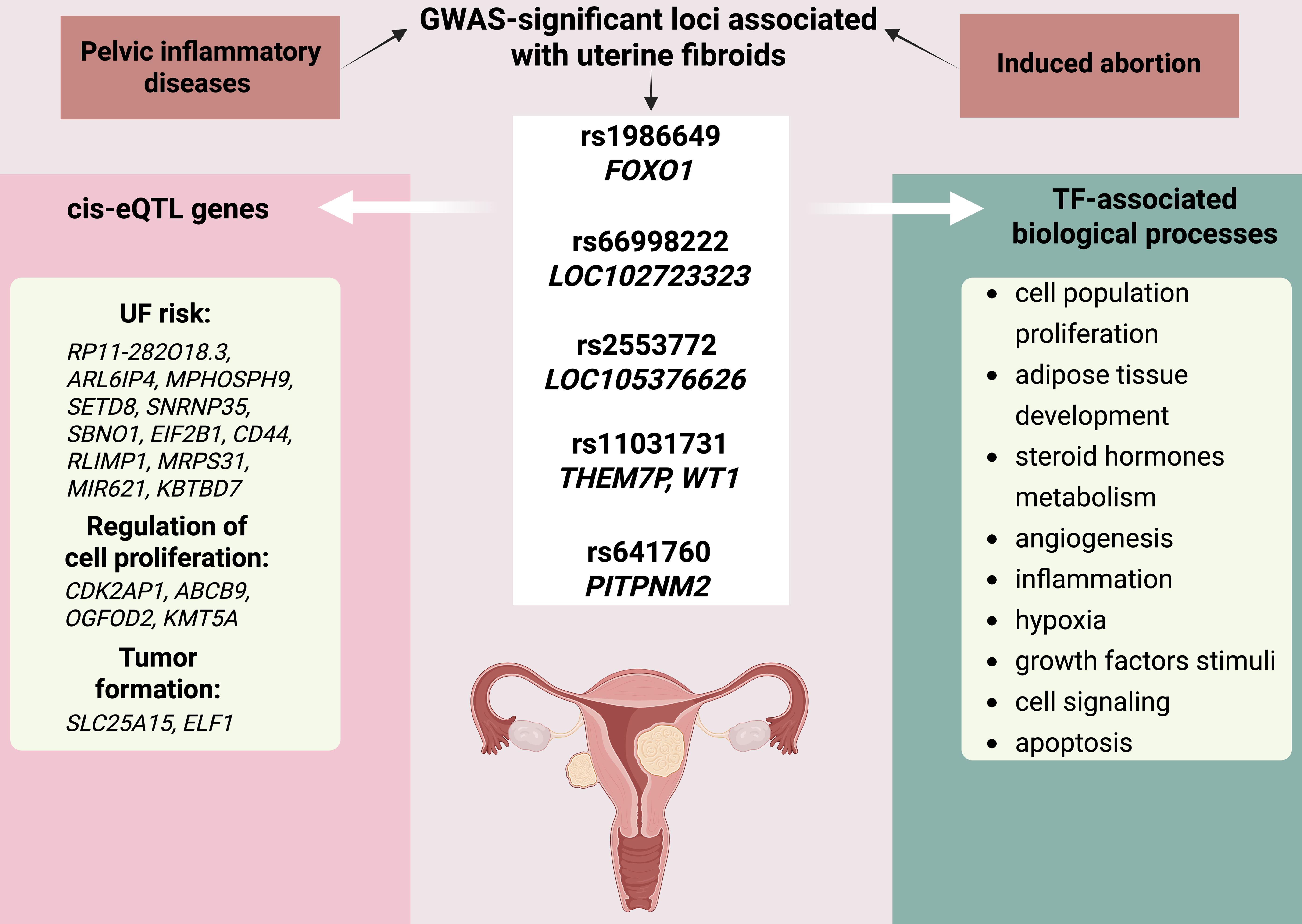 Bioinformatically predicted biological effects of GWAS loci on UF risk.