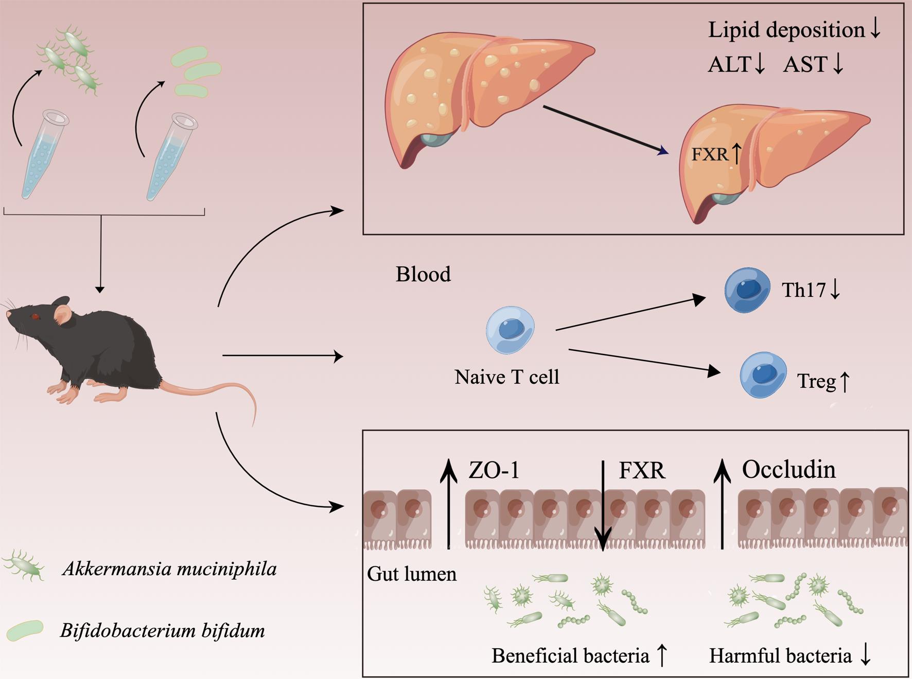 Akkermansia muciniphila and Bifidobacterium bifidum Prevent NAFLD by