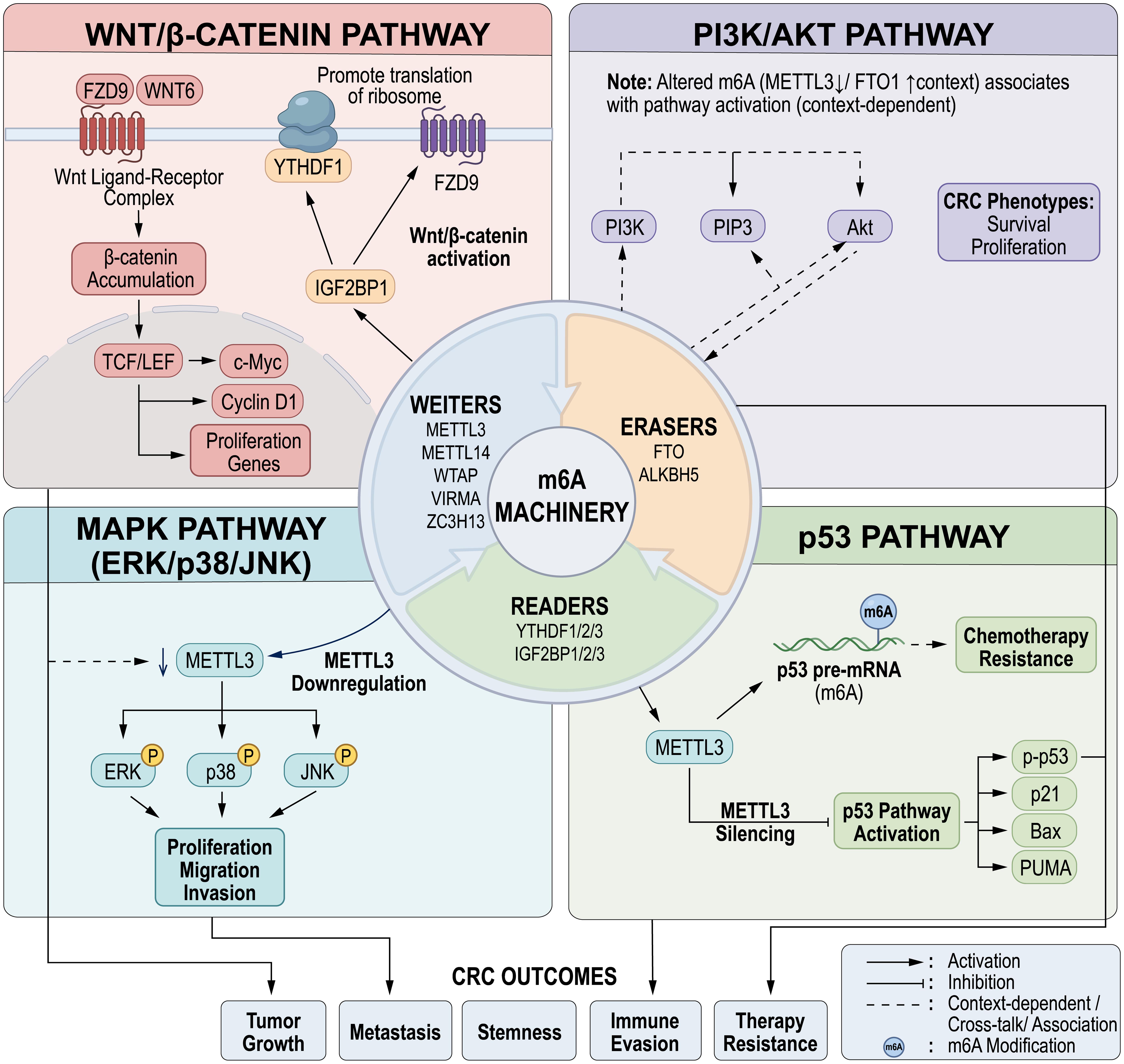 Integrated regulatory mechanisms of m6A modification in core oncogenic signaling pathways of CRC.