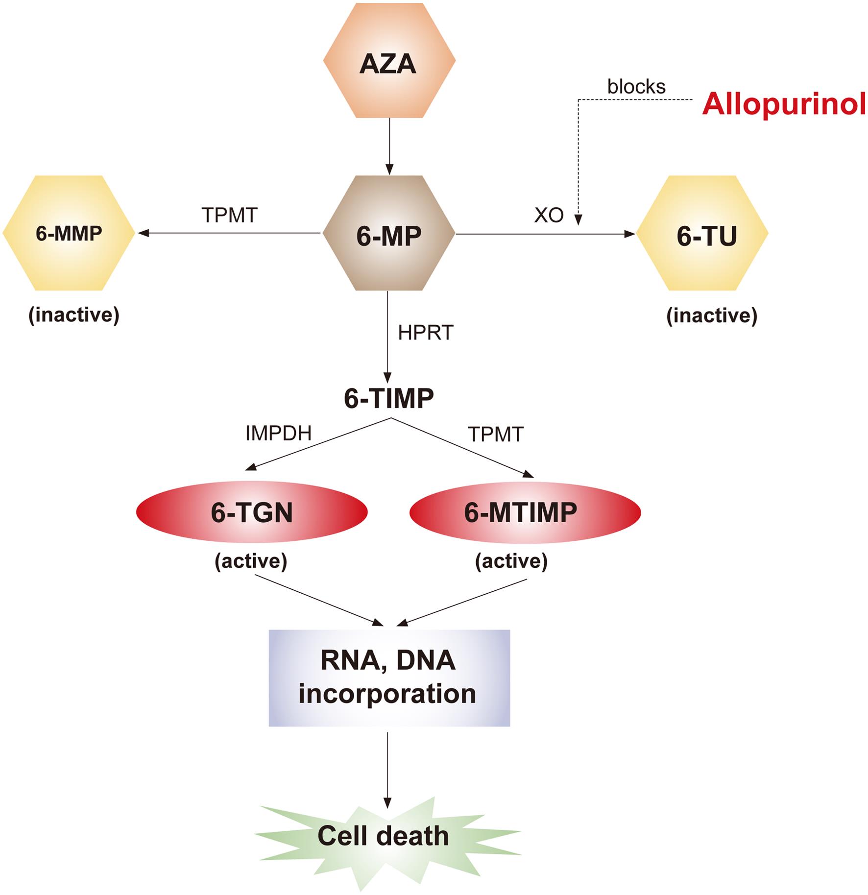 Metabolites and pharmacokinetics of azathioprine.