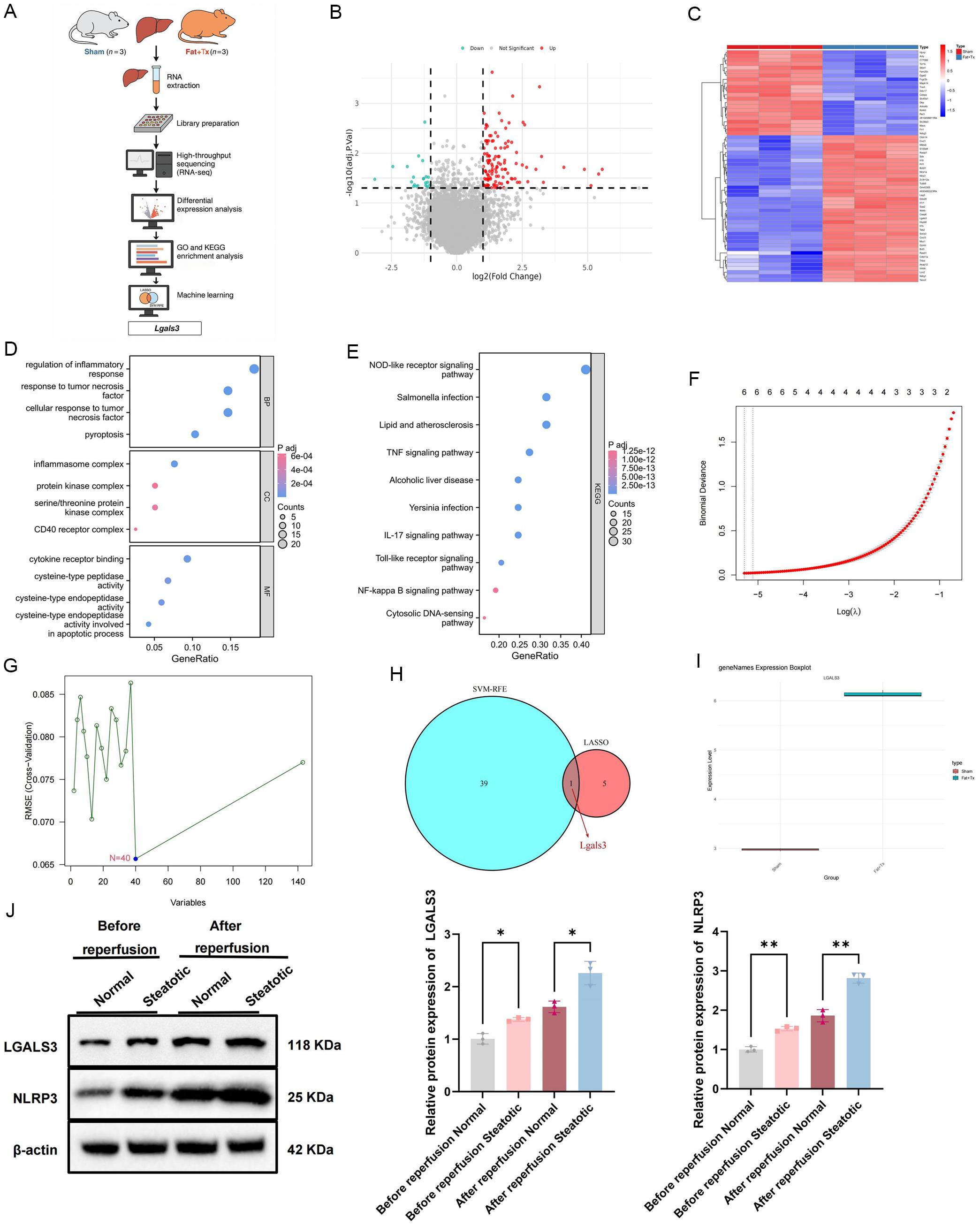 RNA-seq landscape of pyroptosis following steatotic liver graft transplantation.