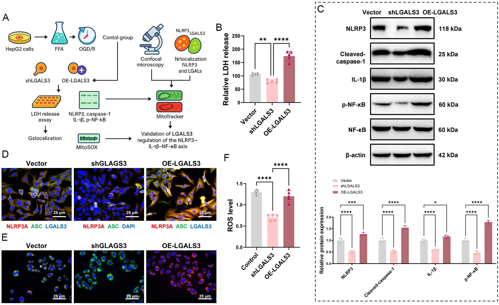 <italic>In vitro</italic> functional validation of LGALS3 regulation of the NLRP3-IL1β-NF-κB axis.