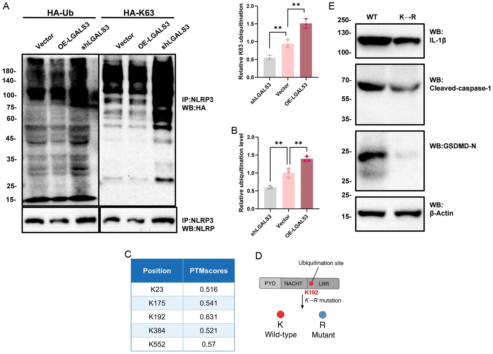 Effects of LGALS3 on NLRP3 ubiquitination and the pyroptosis signaling axis.