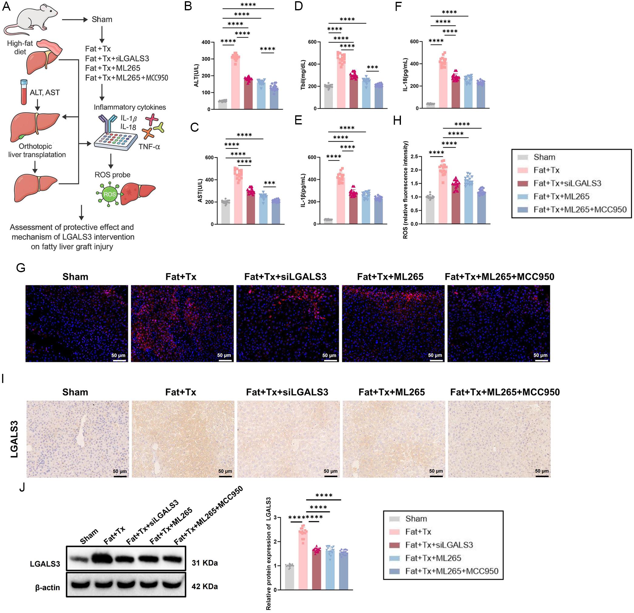 Effects of LGALS3 intervention in a steatotic liver transplantation model.