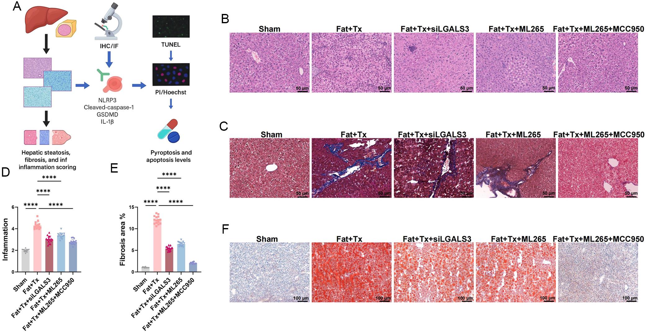 Histopathological and lipid deposition analyses of liver grafts following LGALS3 and NLRP3 pathway modulation.