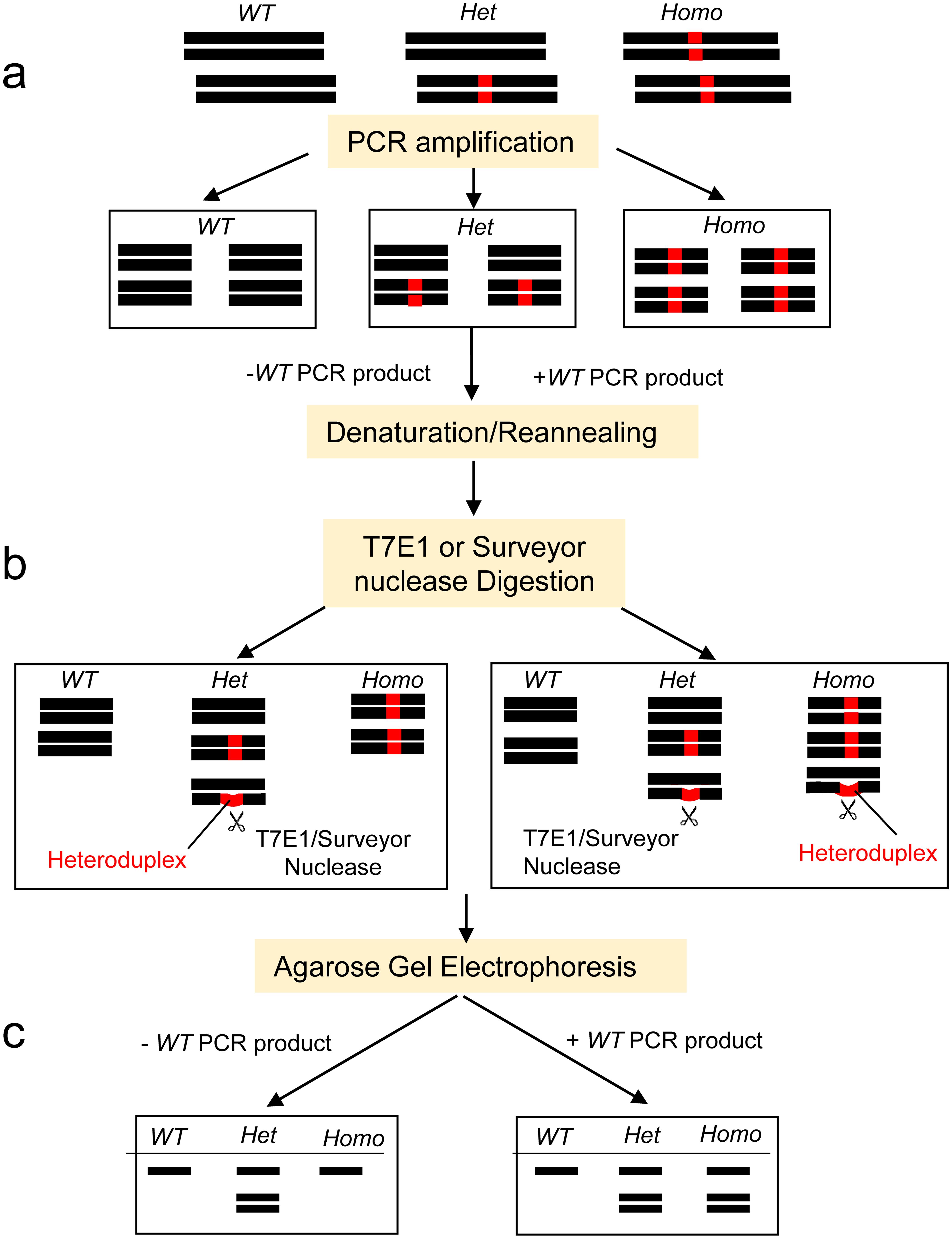 An outlined protocol for the new genotyping method.