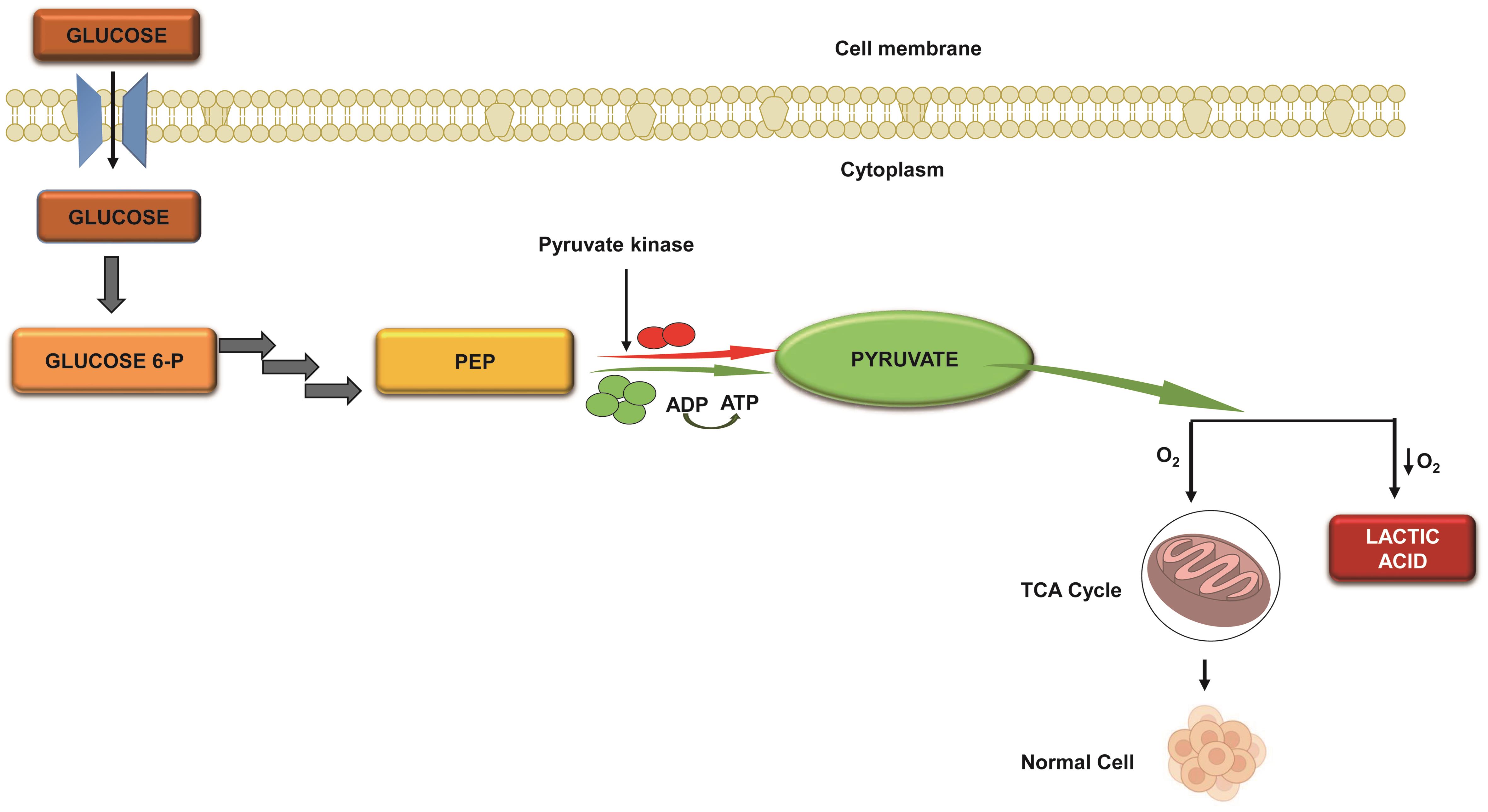 Illustration depicting the role of pyruvate kinase in glycolysis of normal cells and cancerous cells.