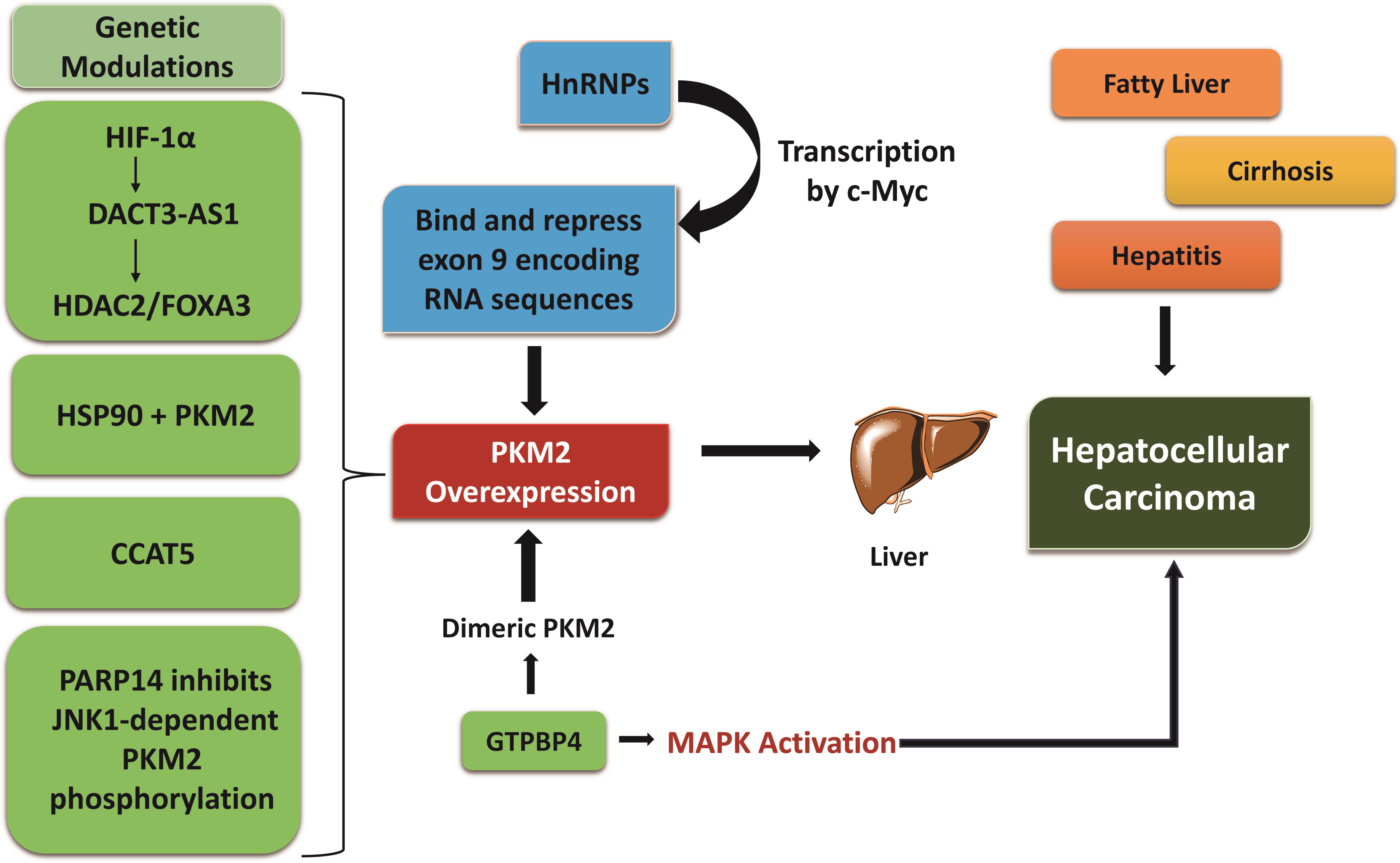 Schematic representation provides insight into the intricate molecular factors contributing to liver diseases and genetic modulations of markers like HDAC2/FOXA3, HSP90, CCAT5, PARP14 along with GTPBP4 which eventually results in pyruvate kinase M2 overexpression, finally leading to alterations causing hepatic abnormalities.