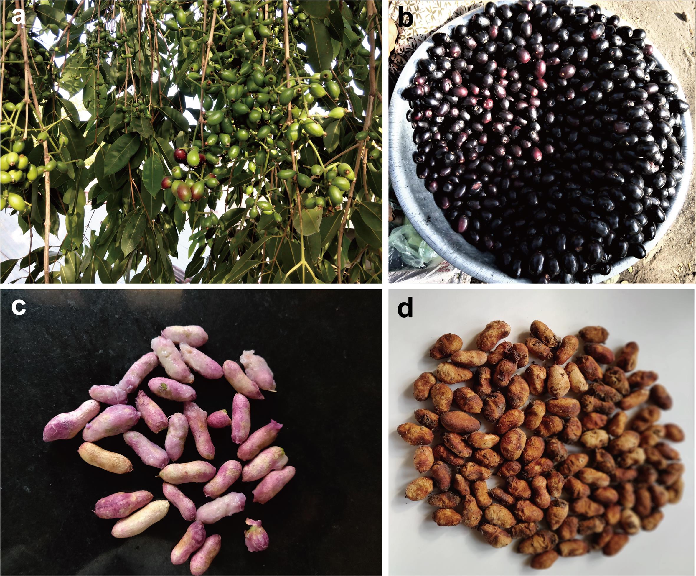 Photos of Jamun (<italic>Syzygium cumini</italic>) fruit.