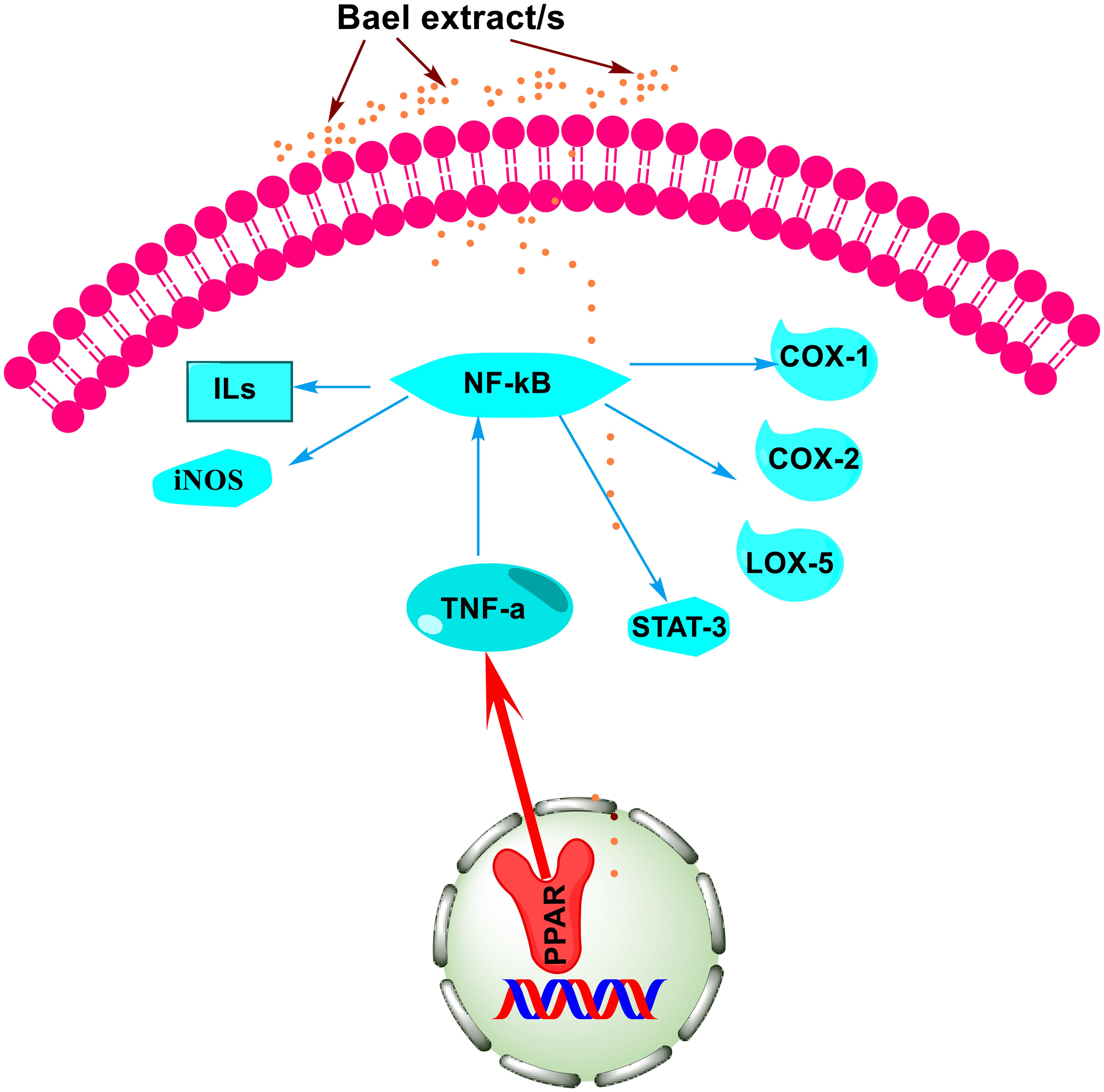 The molecular pathways involved when cells are treated by Jamun extracts and its active phytochemicals myricetin, quercetin, and cyanidin.