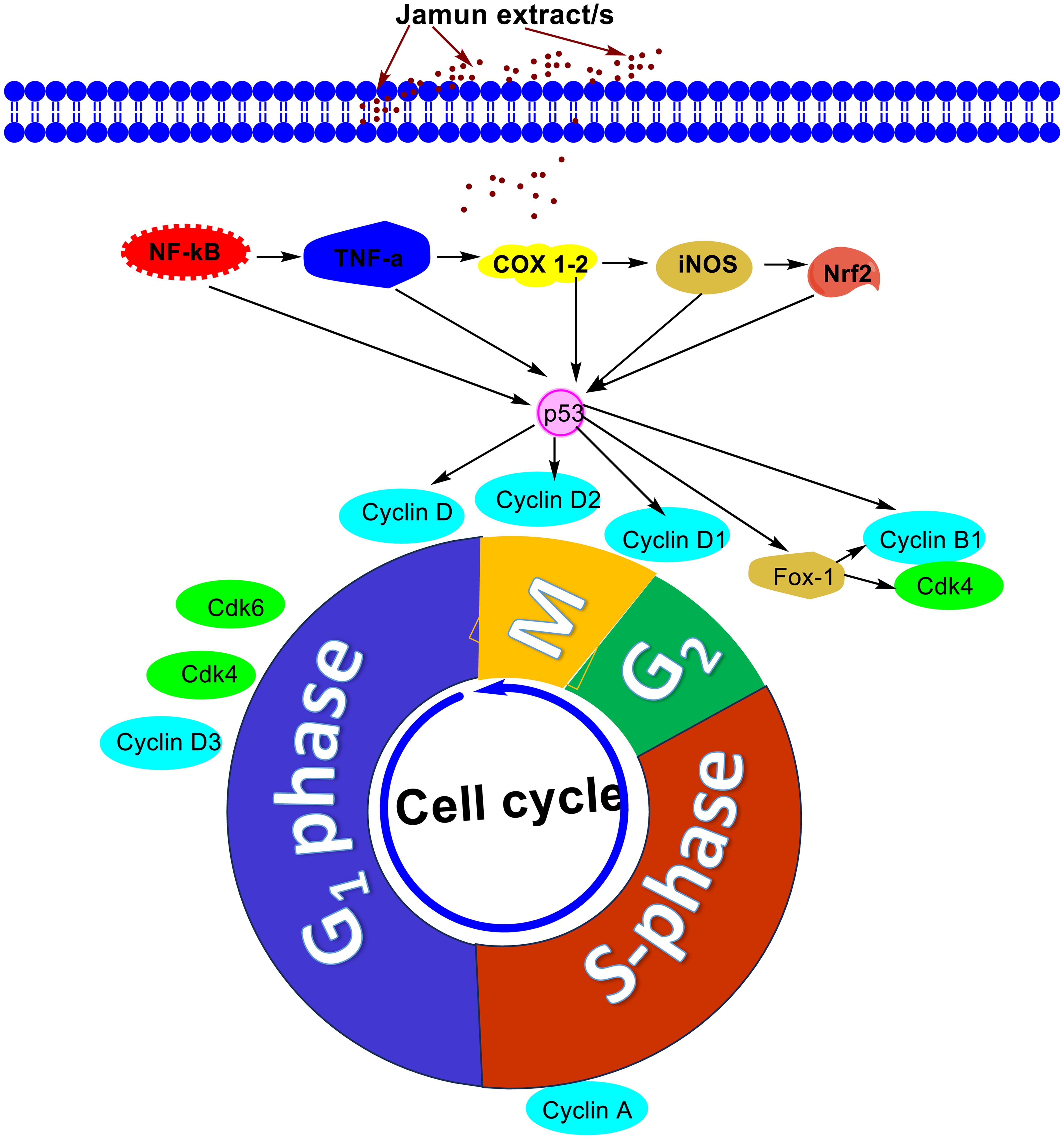 The effects of Jamun on the cell cycle.