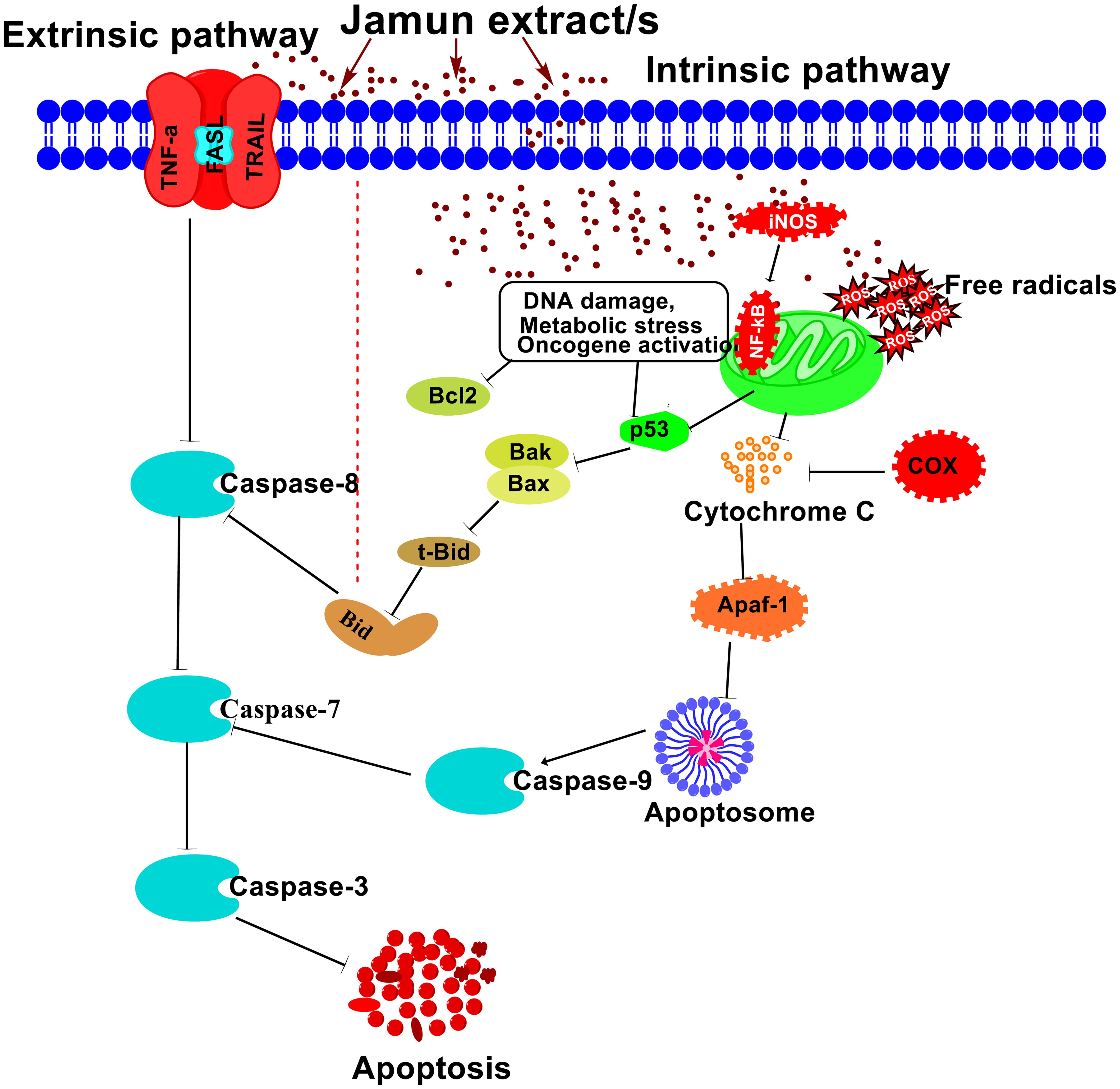 The effects of Jamun on apoptosis.