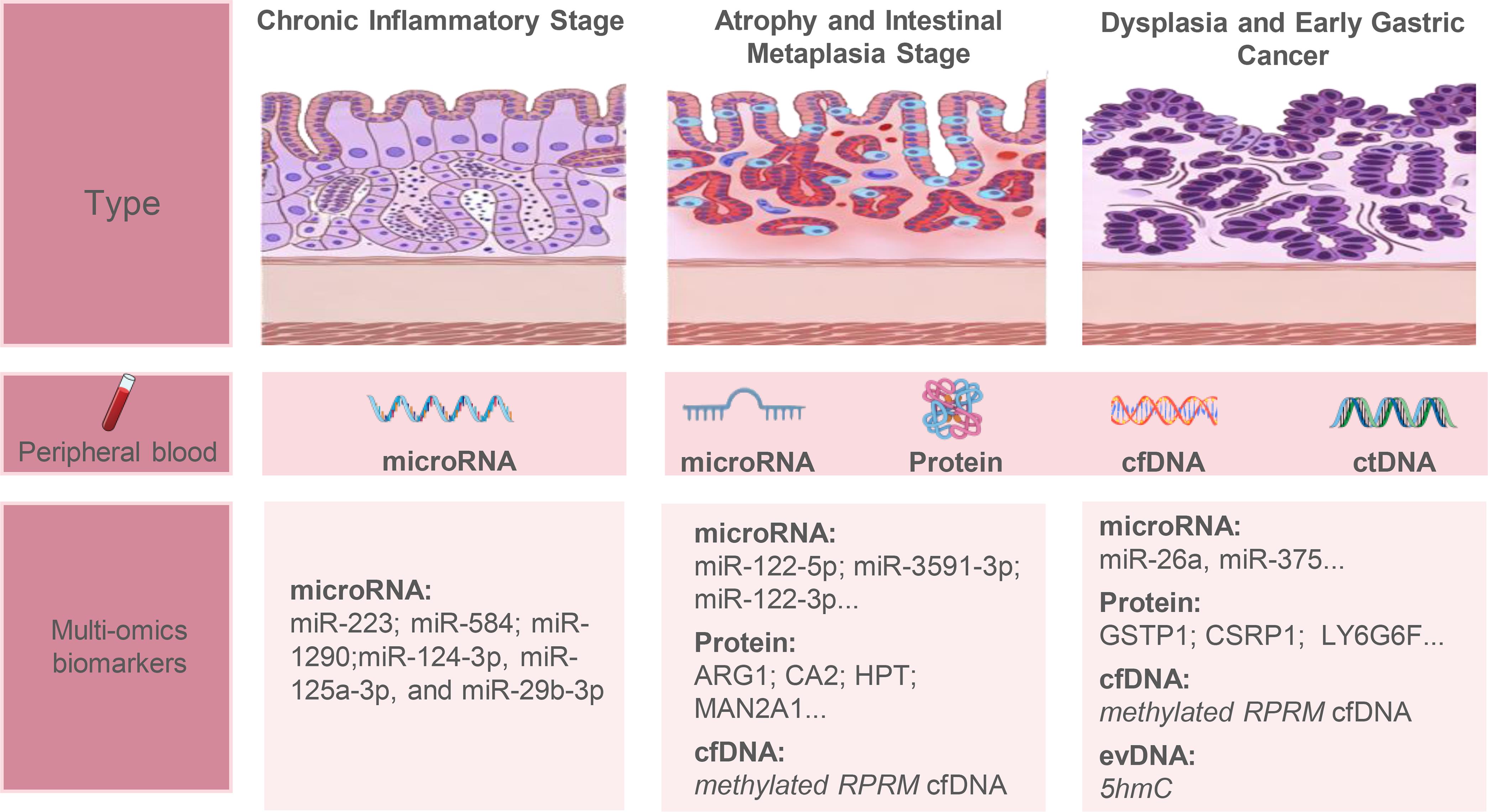 Gastric precancerous lesions represent a progressive continuum characterized by stage-associated molecular alterations.